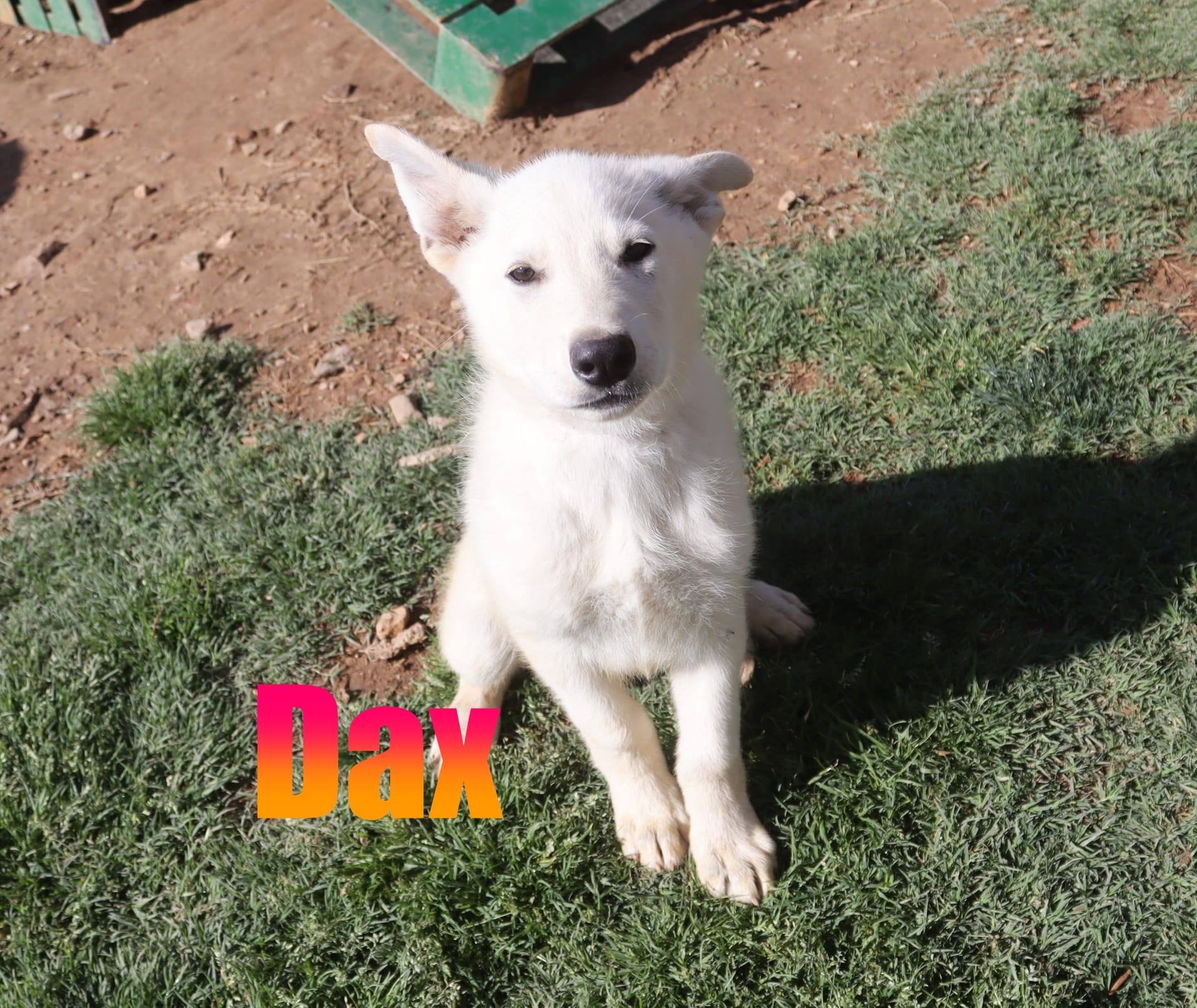 Dax – German Shepherd Dog puppy for sale in Jasper, AR