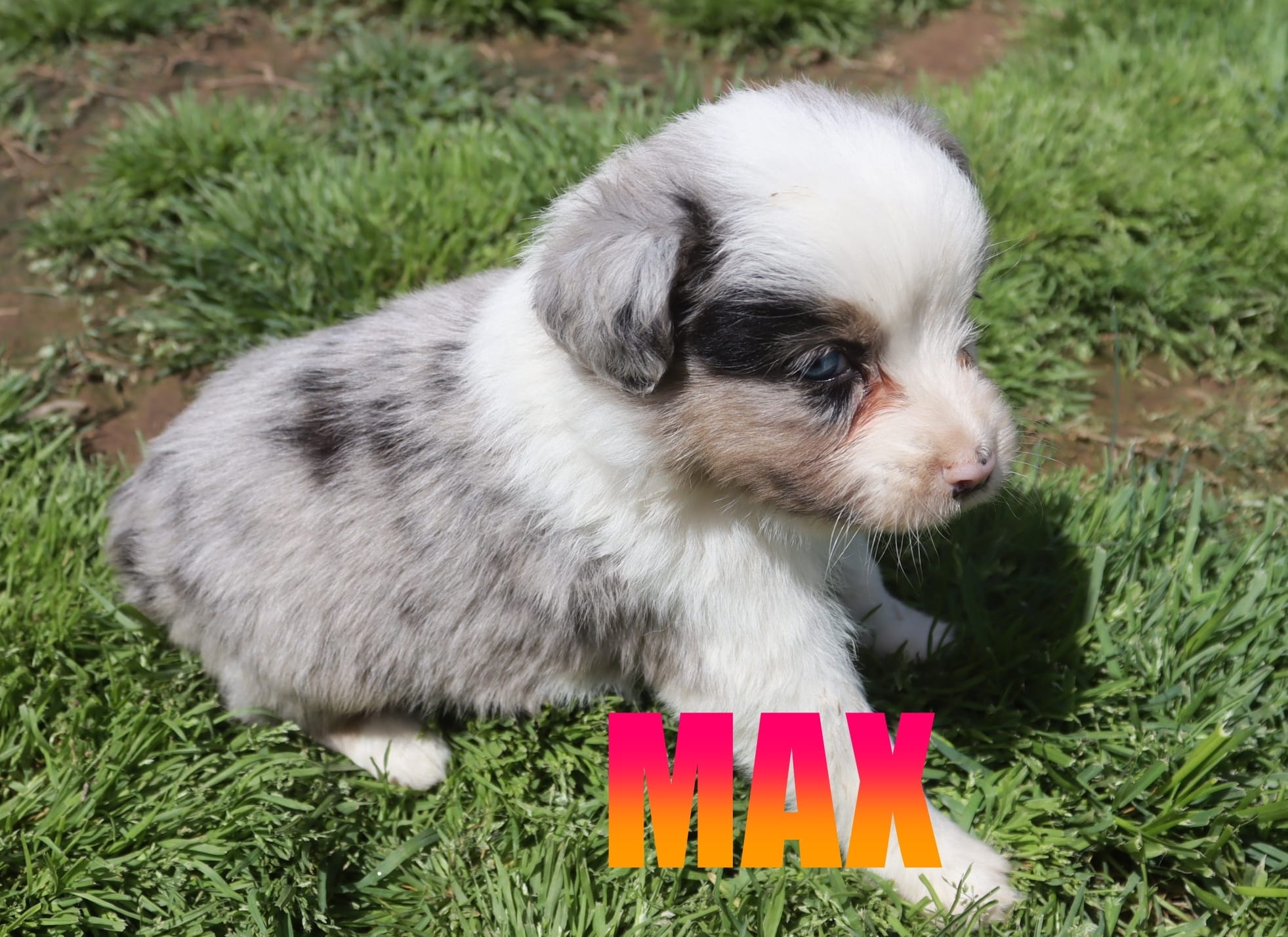 Max – Miniature Australian Shepherd puppy for sale in Jasper, AR