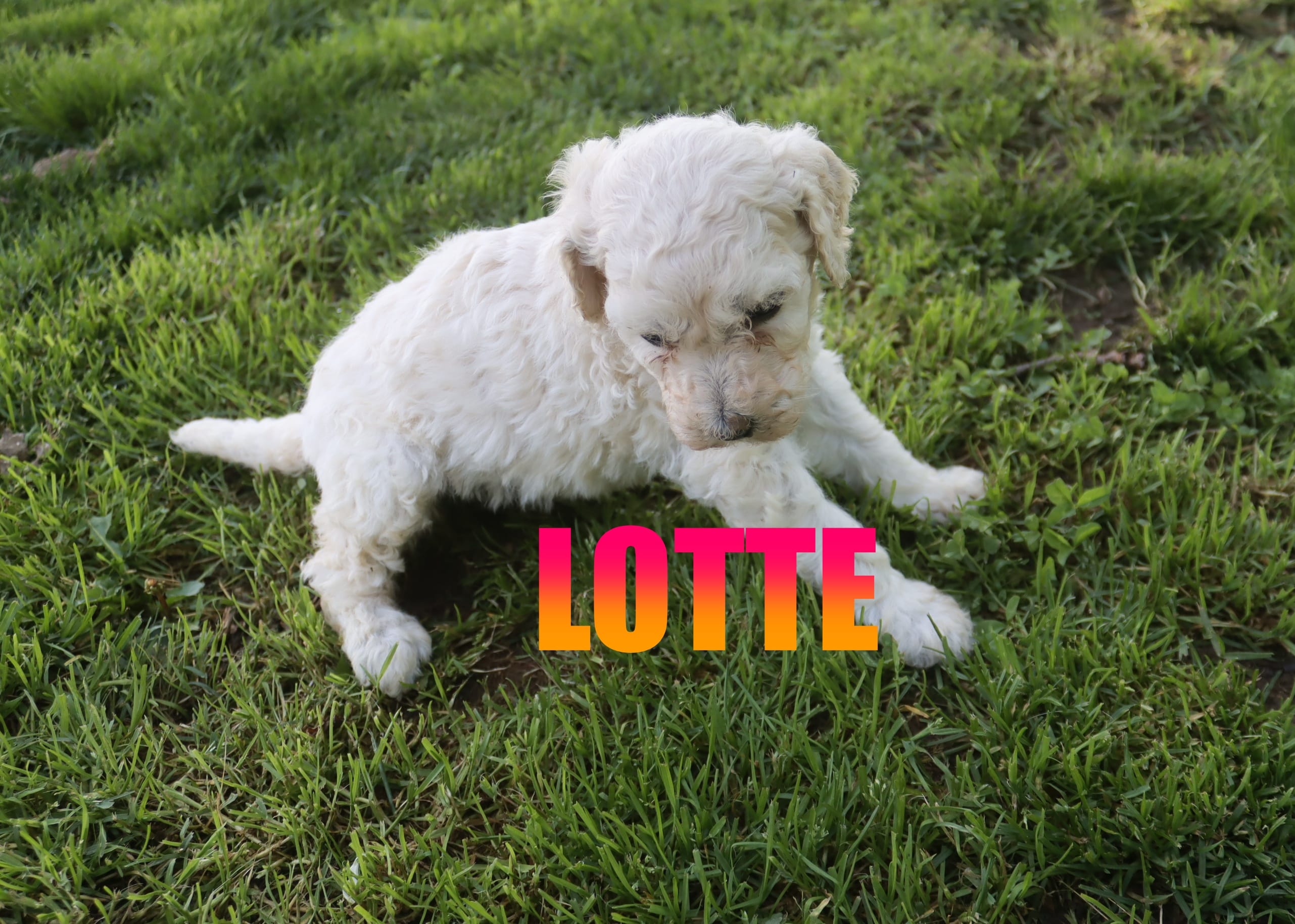 Lotte – Poodle - Standard  puppy for sale in Jasper, AR