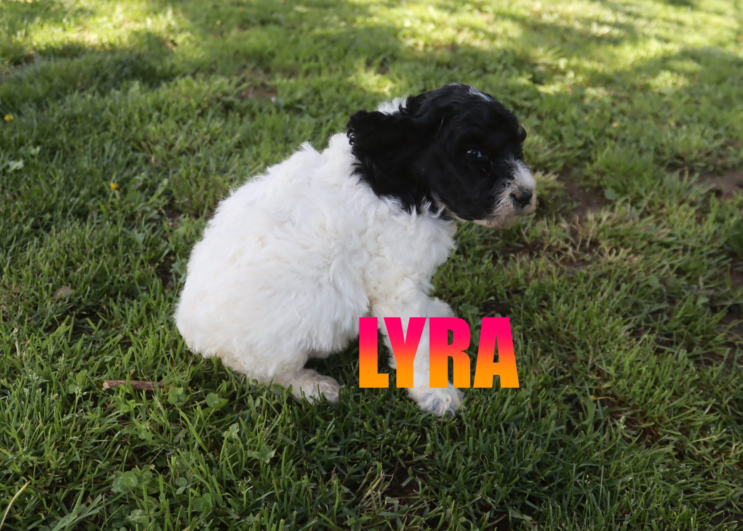 Lyra – Poodle - Standard  puppy for sale in Jasper, AR