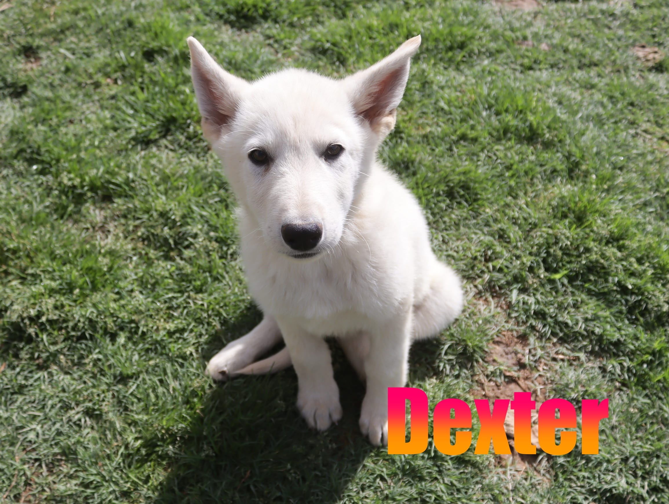Dexter – German Shepherd Dog puppy for sale in Jasper, AR