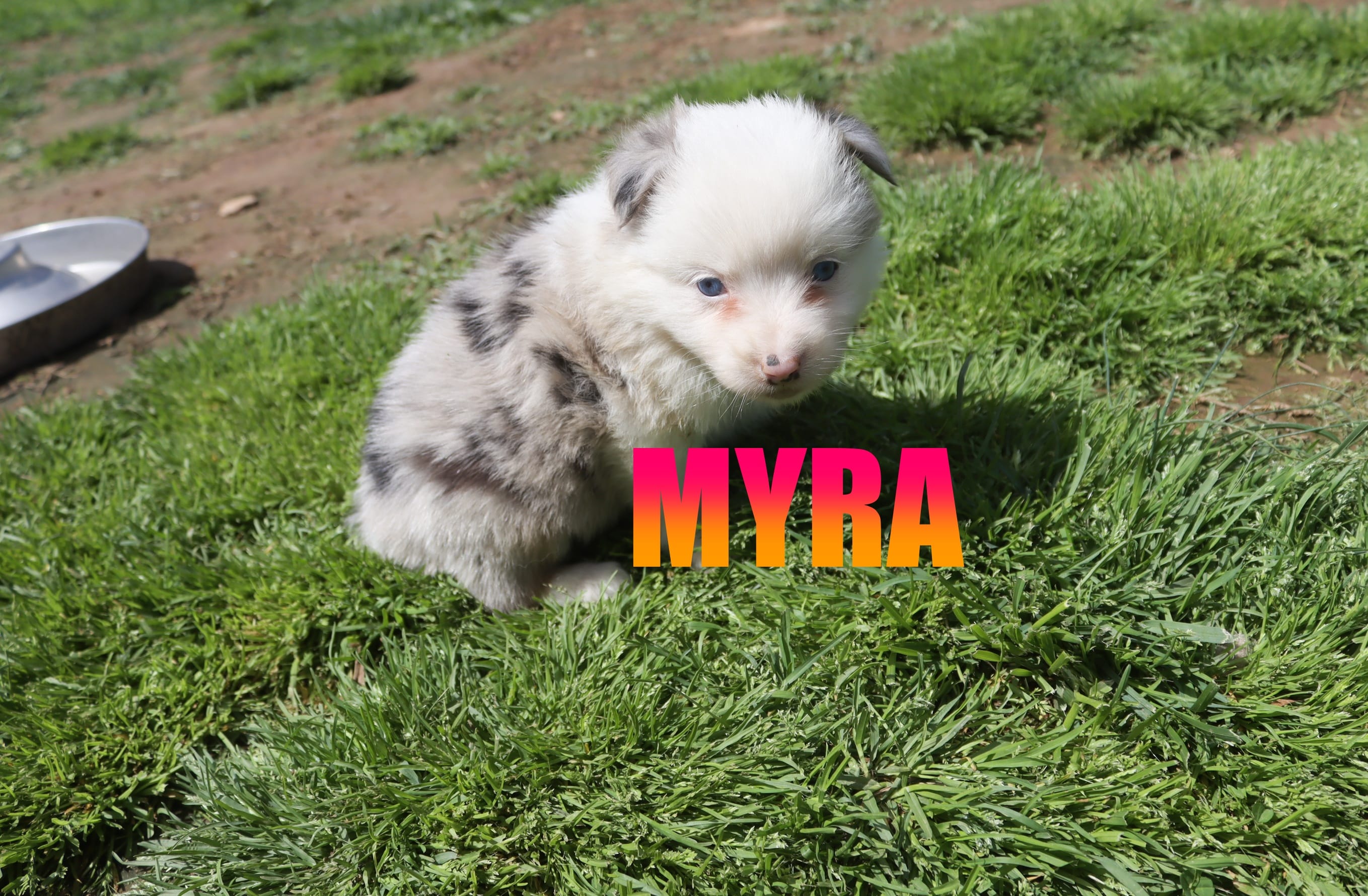 Myra – Miniature Australian Shepherd puppy for sale in Jasper, AR