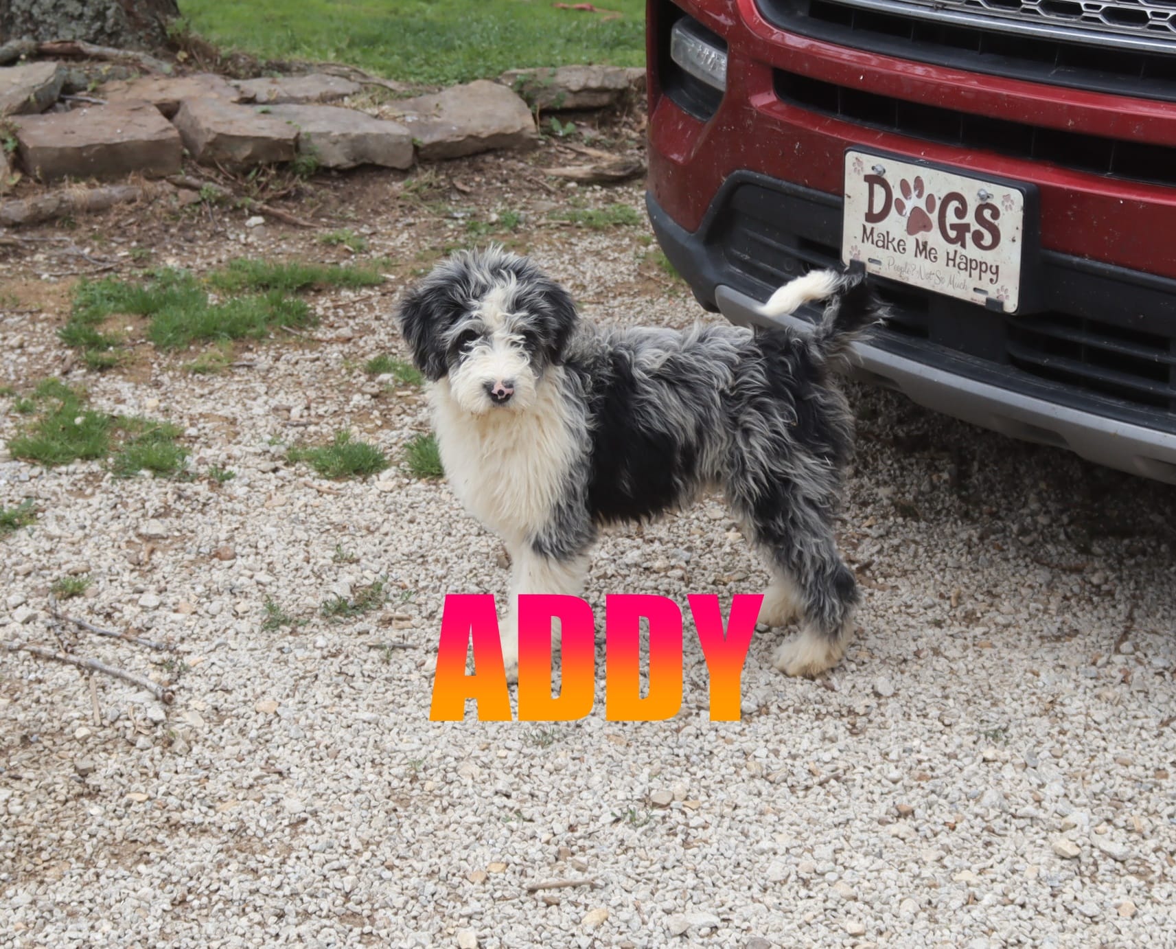Addy – Aussiedoodle puppy for sale in Jasper, AR