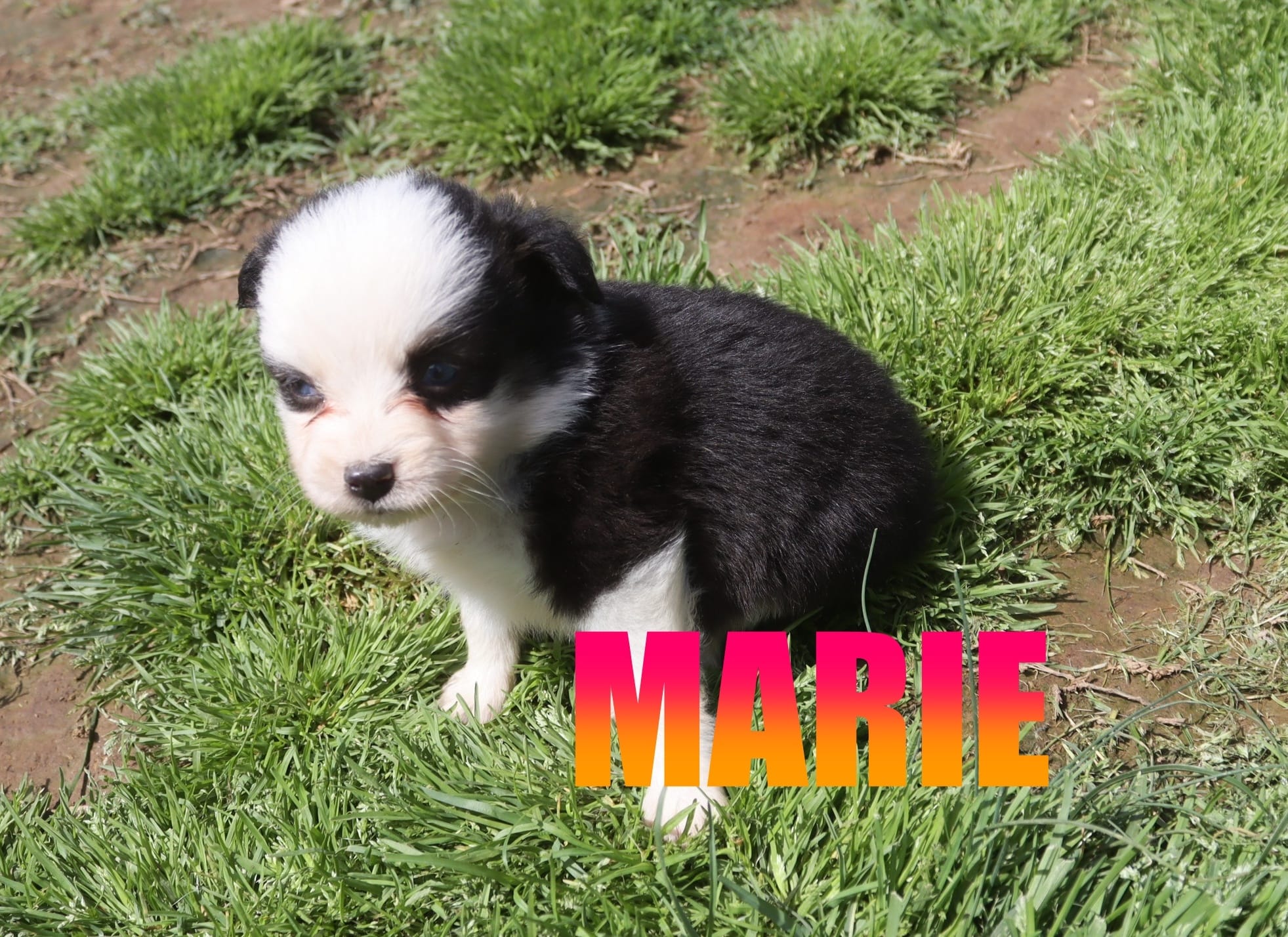 Marie – Miniature Australian Shepherd puppy for sale in Jasper, AR
