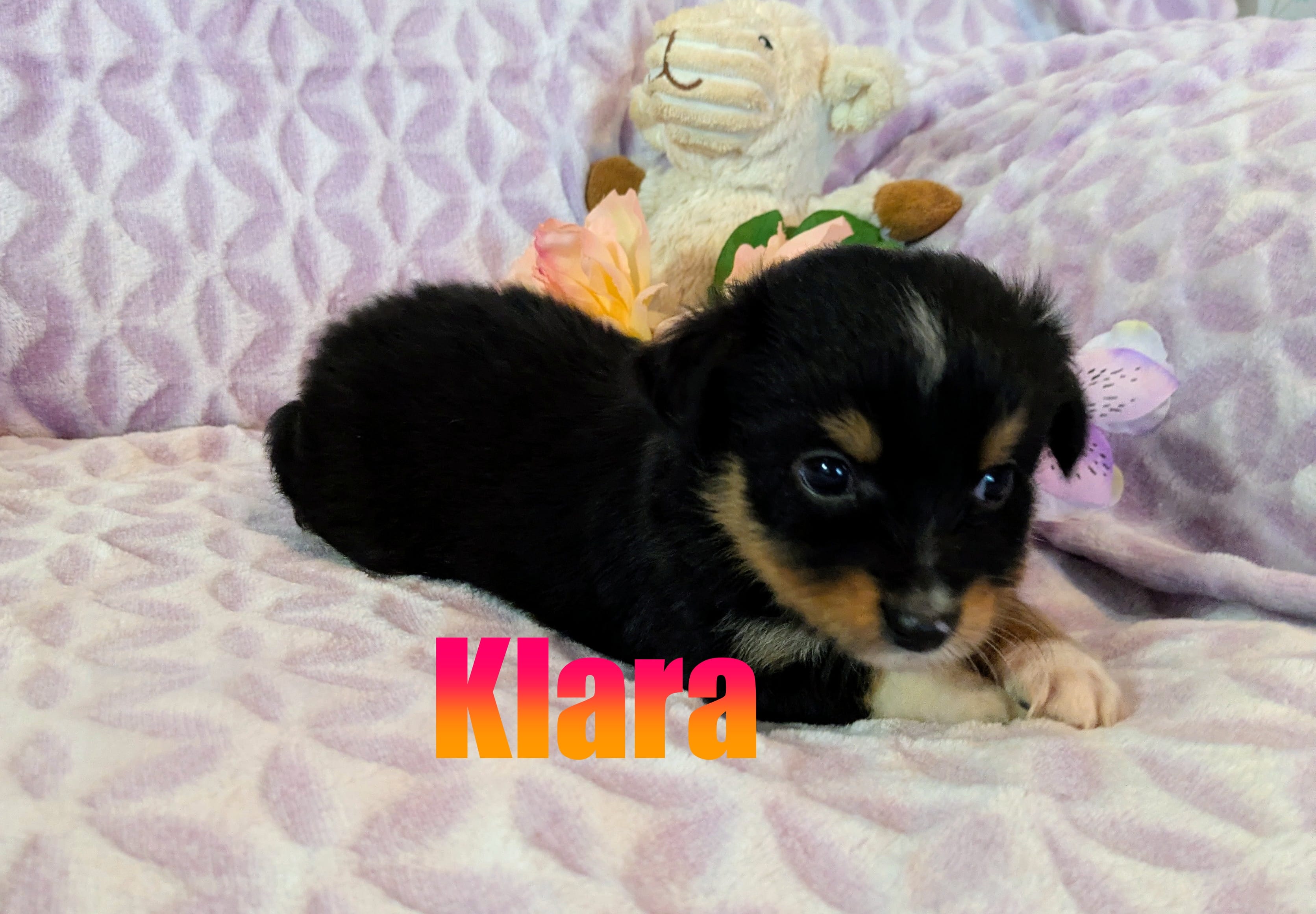 Klara – Miniature Australian Shepherd puppy for sale in Jasper, AR