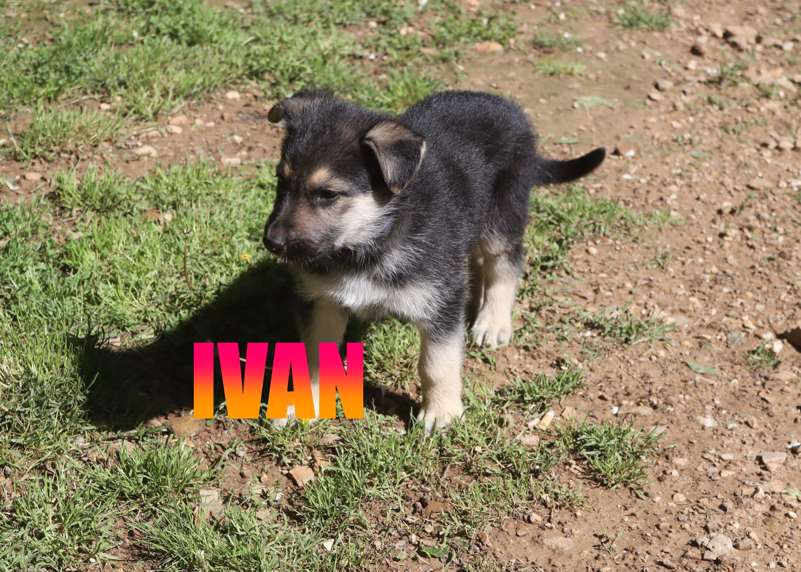 Ivan – German Shepherd Dog puppy for sale in Jasper, AR