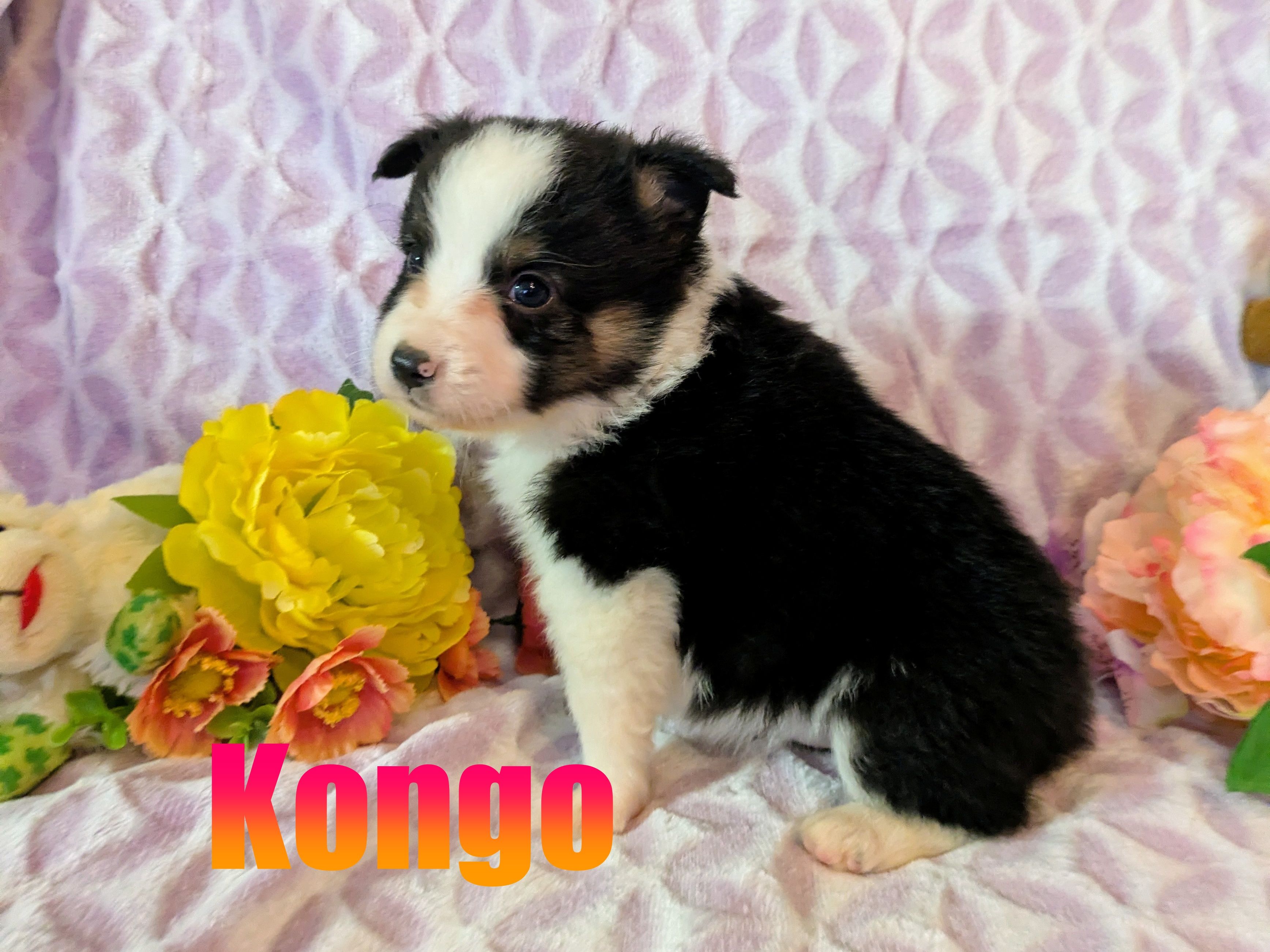 Kongo – Miniature Australian Shepherd puppy for sale in Jasper, AR