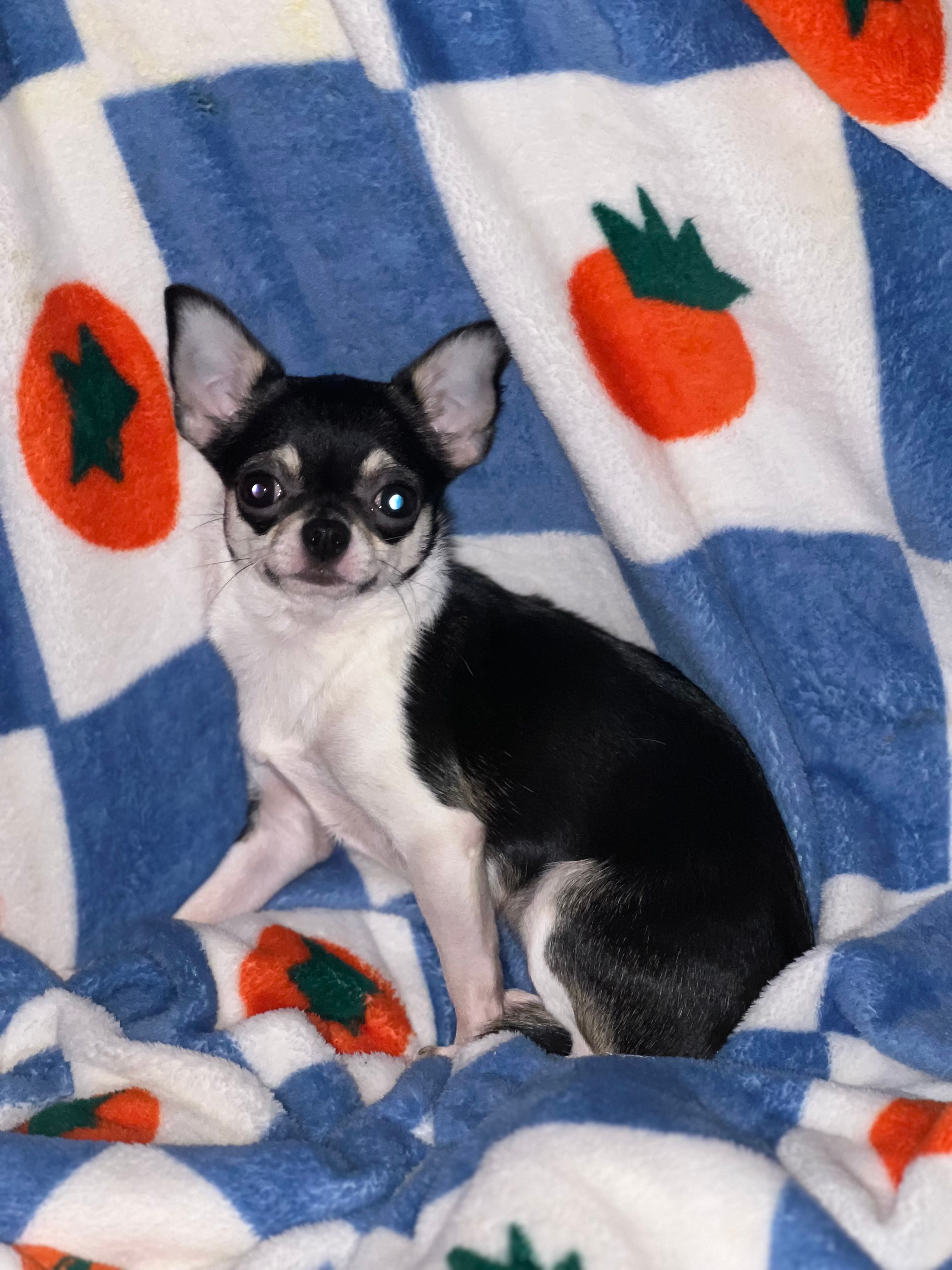Miss Bean – Chihuahua puppy for sale in Logansport, IN