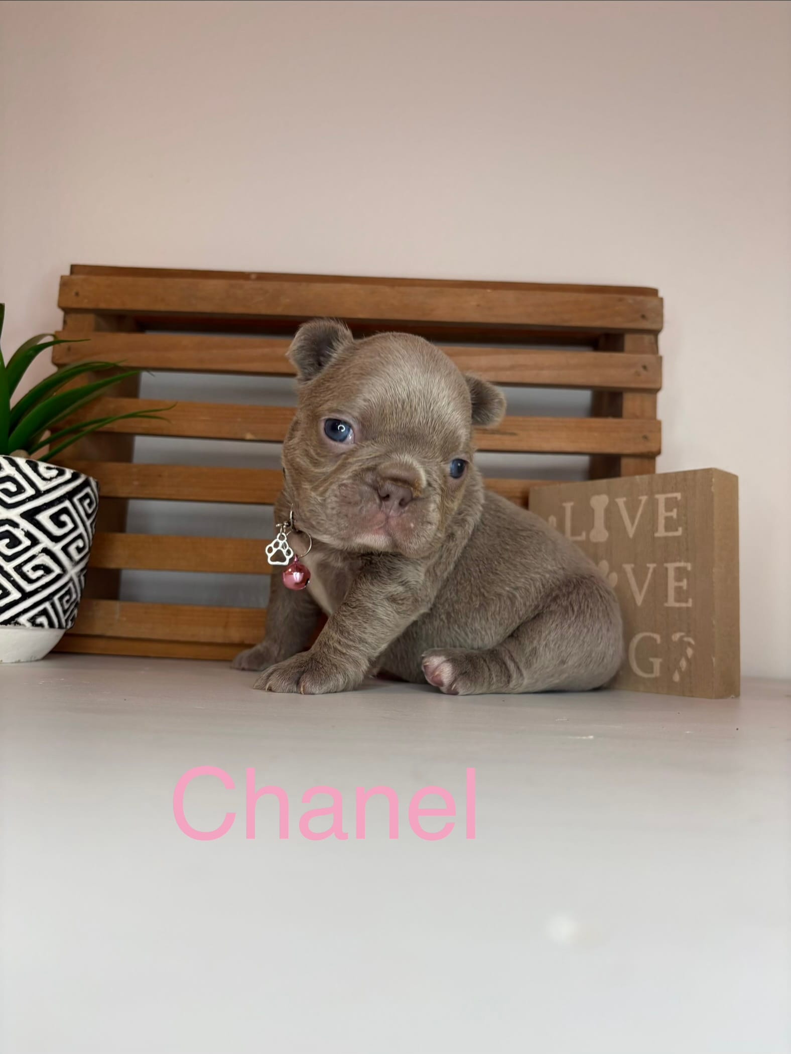 Chanel  – French Bulldog puppy for sale in Guys Mills, PA