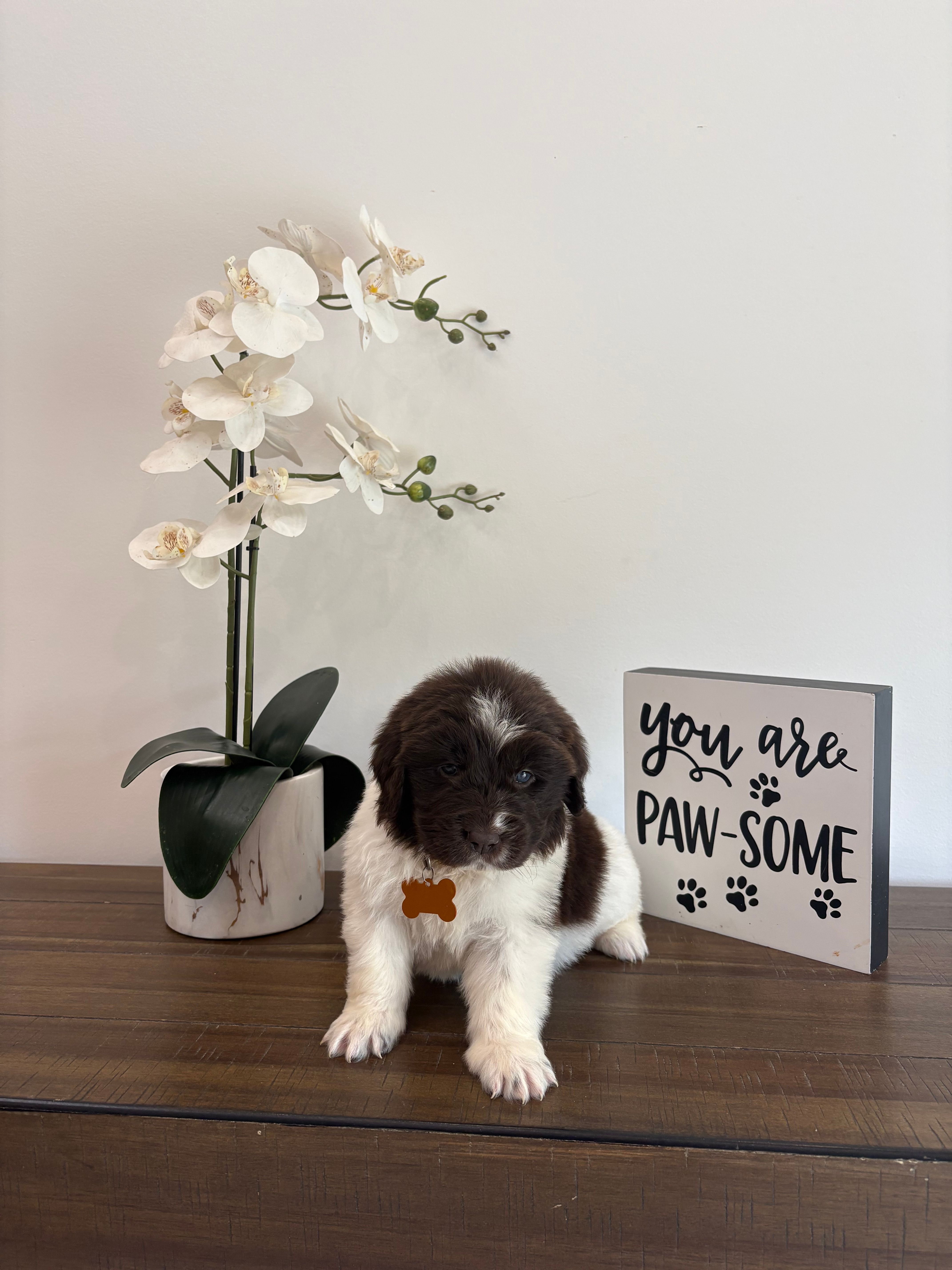 Brooklyn  – Newfoundland puppy for sale in Guys Mills, PA