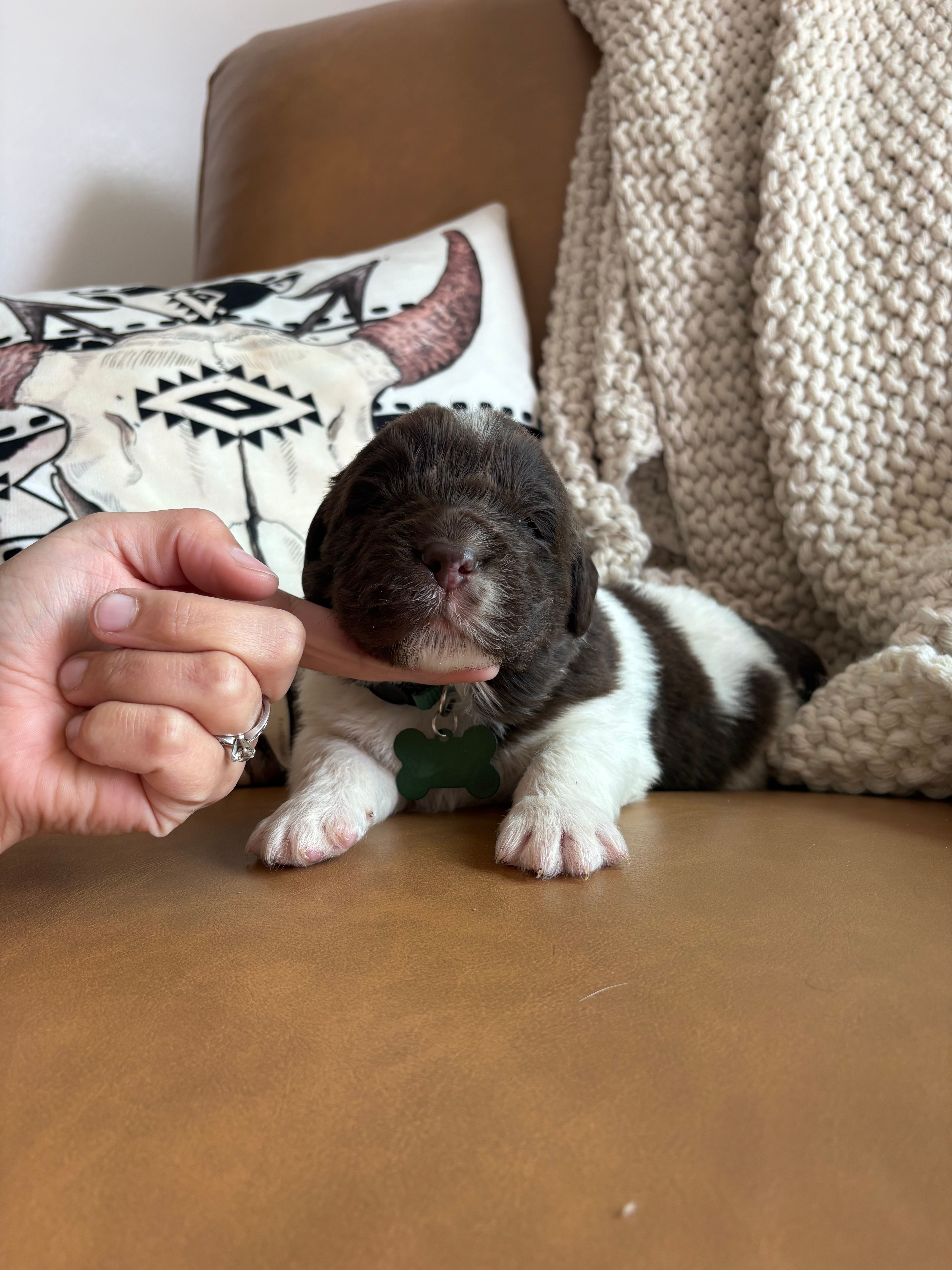 Blaze  – Newfoundland puppy for sale in Guys Mills, PA