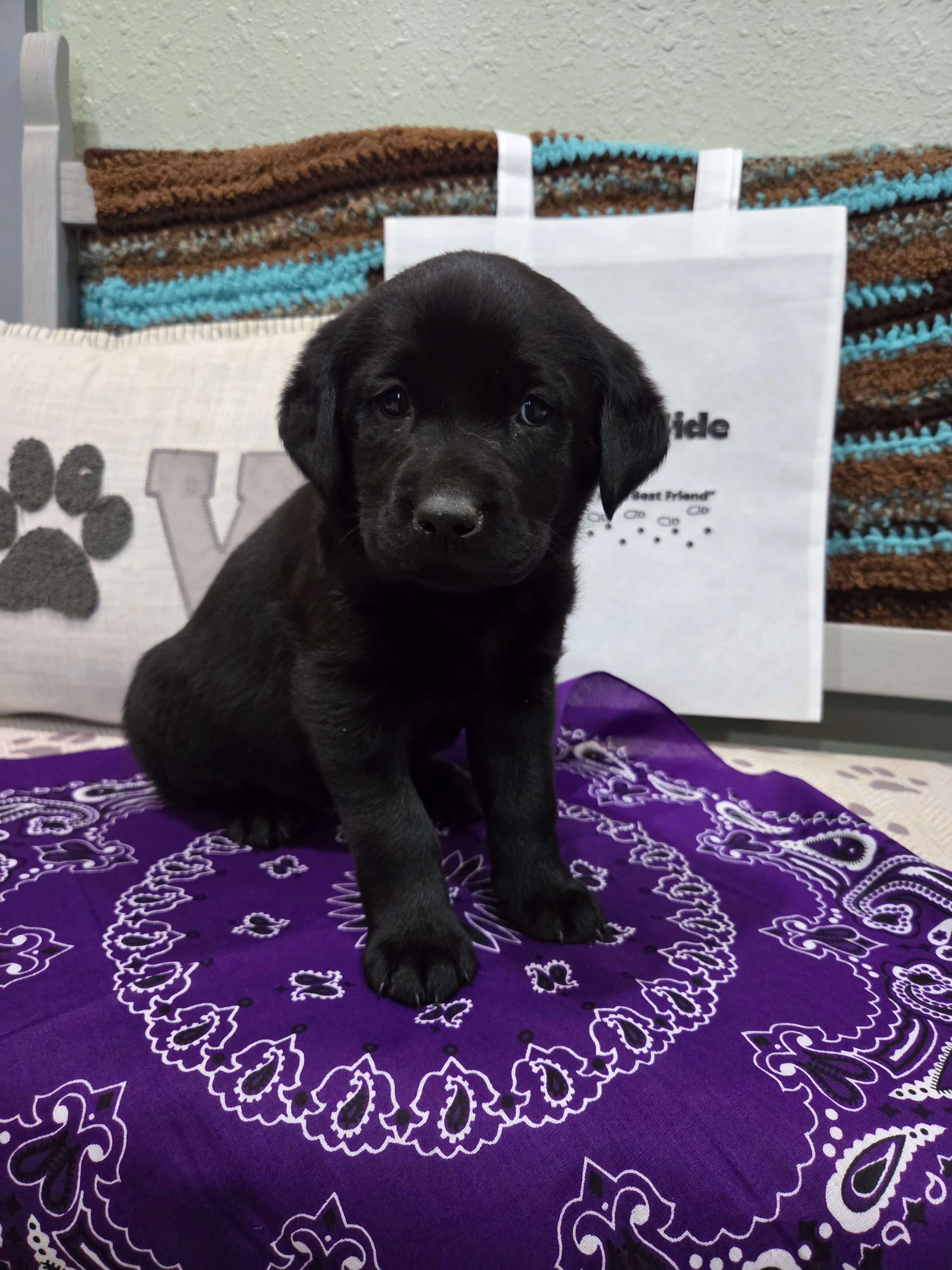 Purple Collar – Labrador Retriever puppy for sale in Calhan, CO