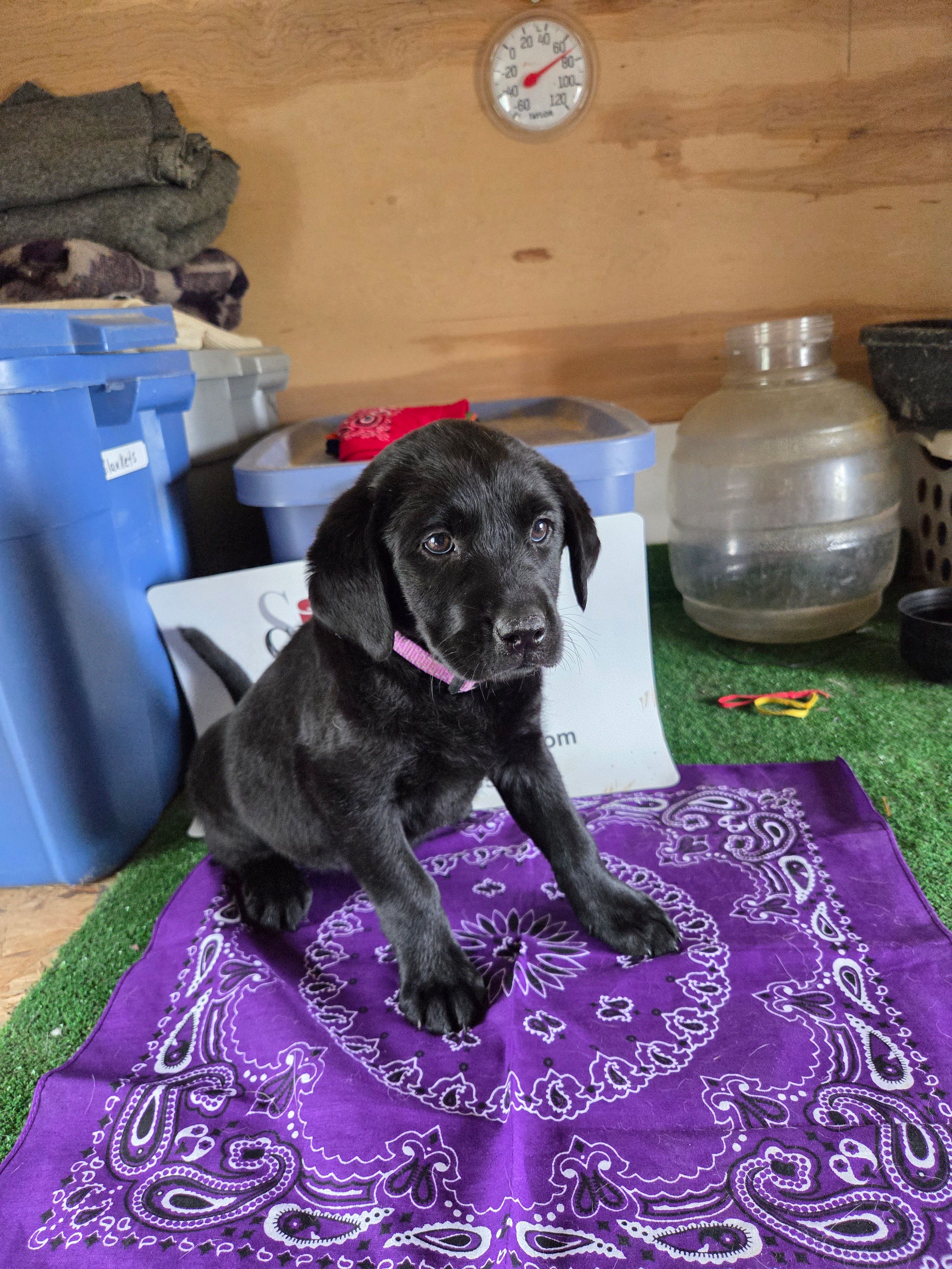 Purple Collar – Labrador Retriever puppy on hold in Calhan, CO