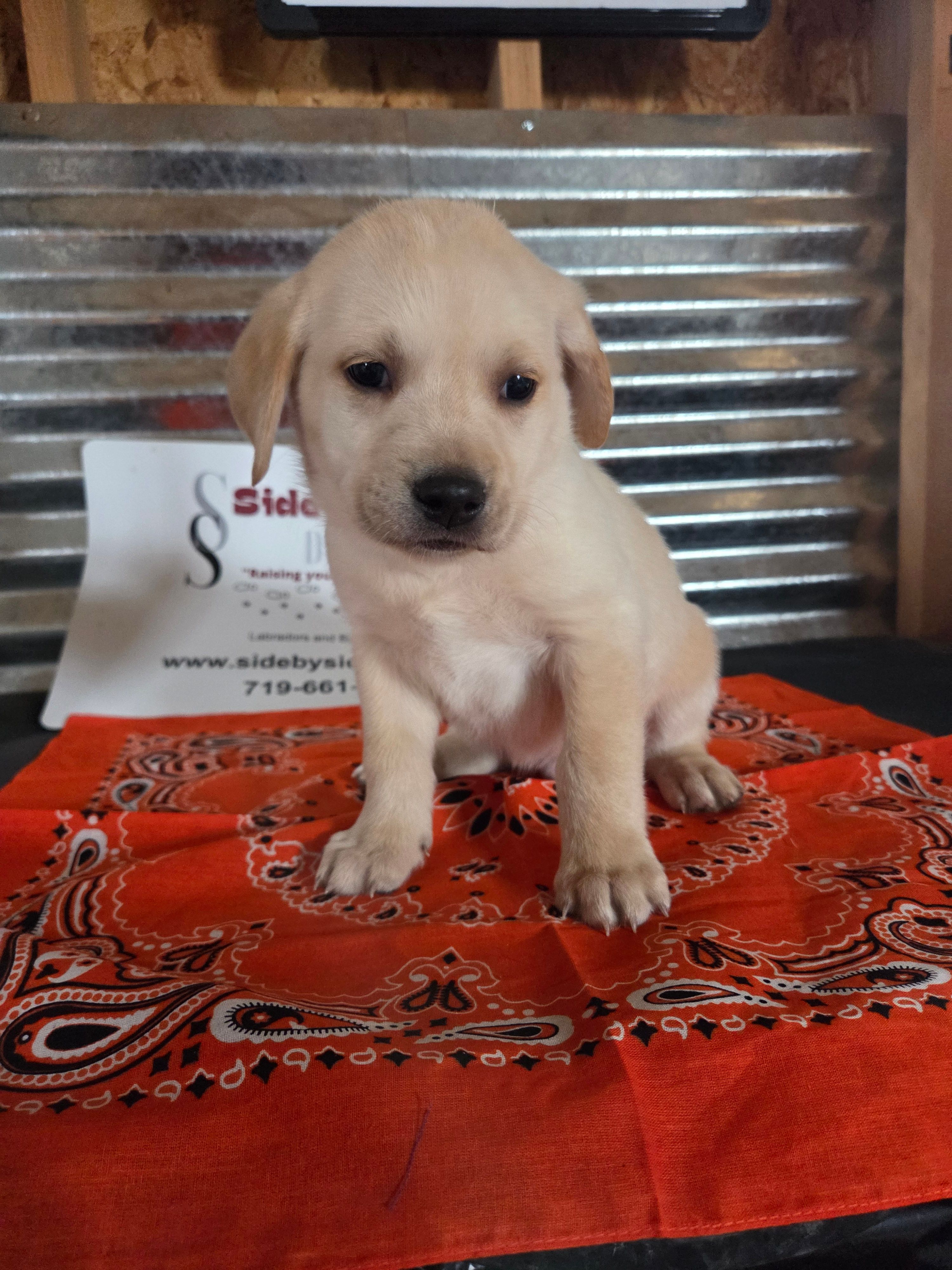 Orange Collar – Labrador Retriever puppy for sale in Calhan, CO