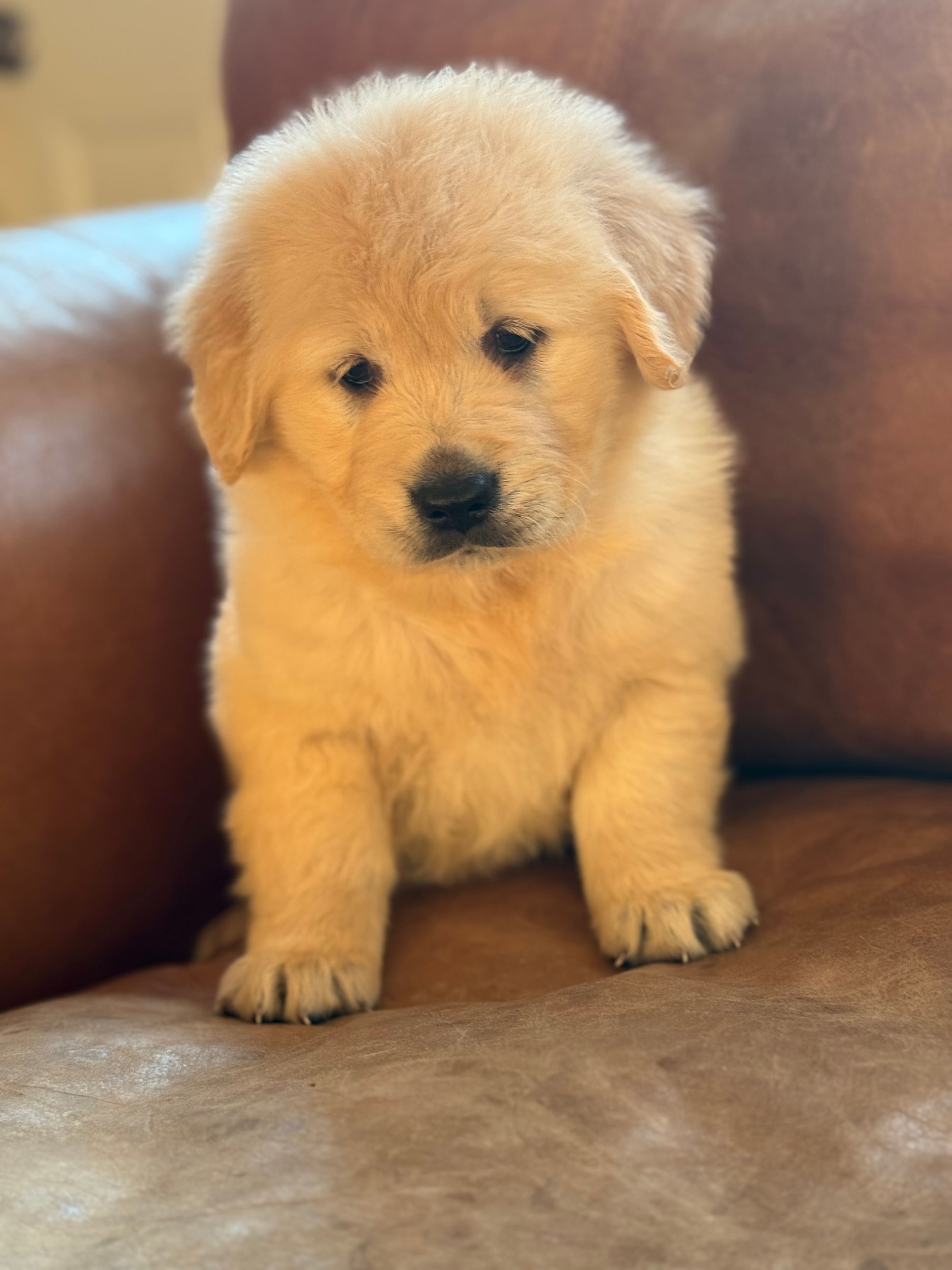 Ella  – Golden Retriever puppy for sale in Hardwick, MA