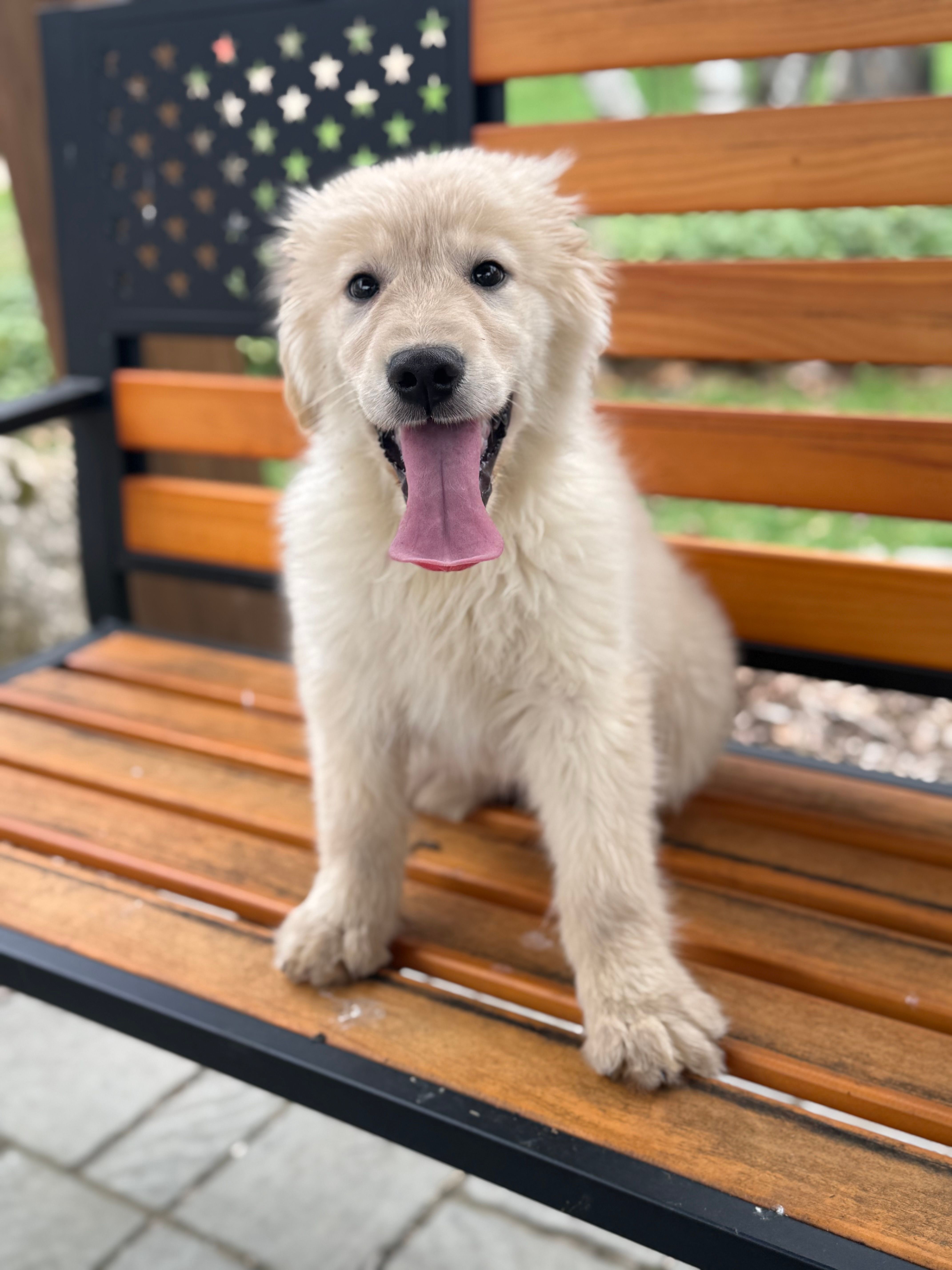 Tairn – Golden Retriever puppy for sale in Hardwick, MA