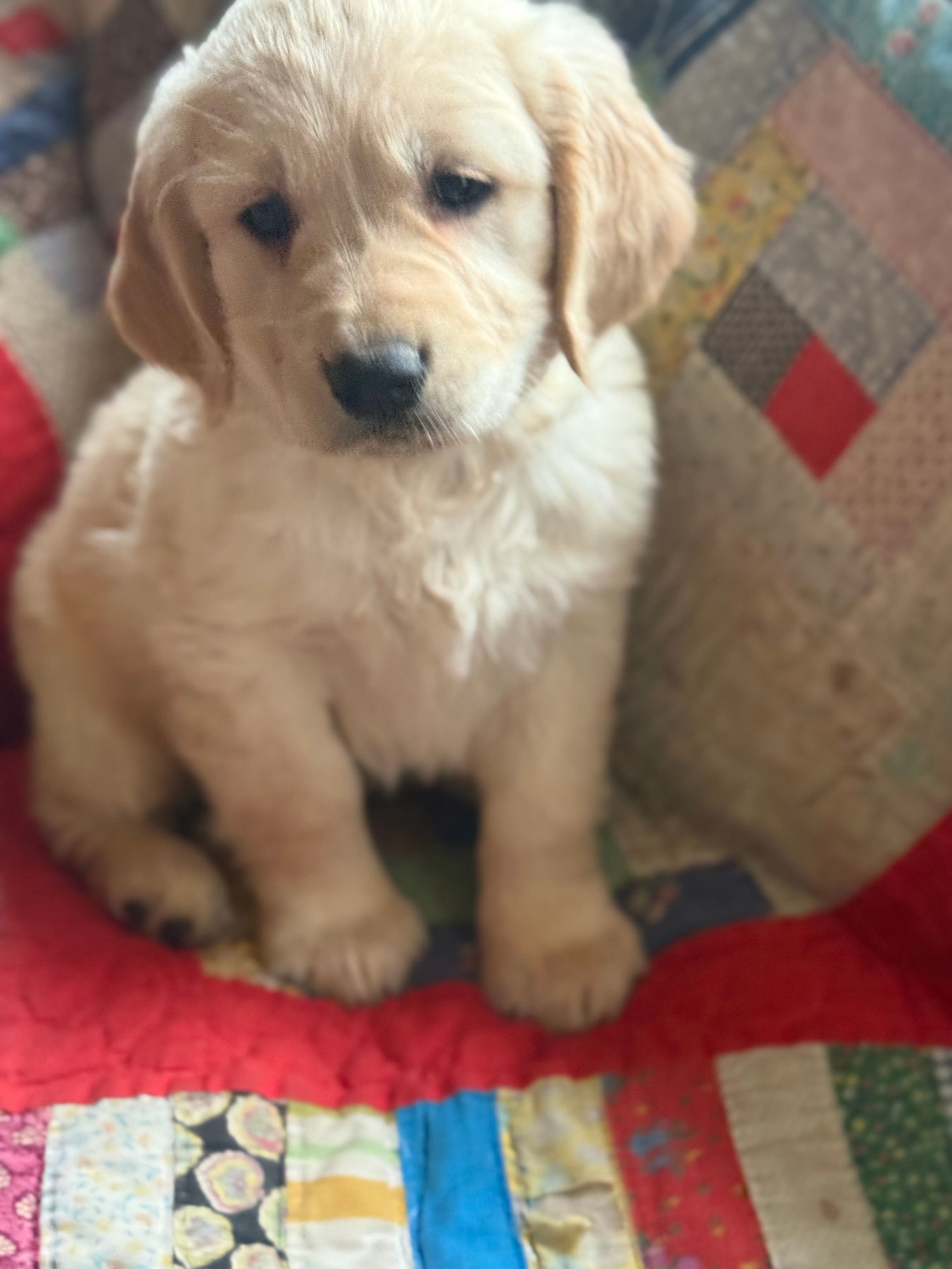 Malcolm – Golden Retriever puppy for sale in Hardwick, MA