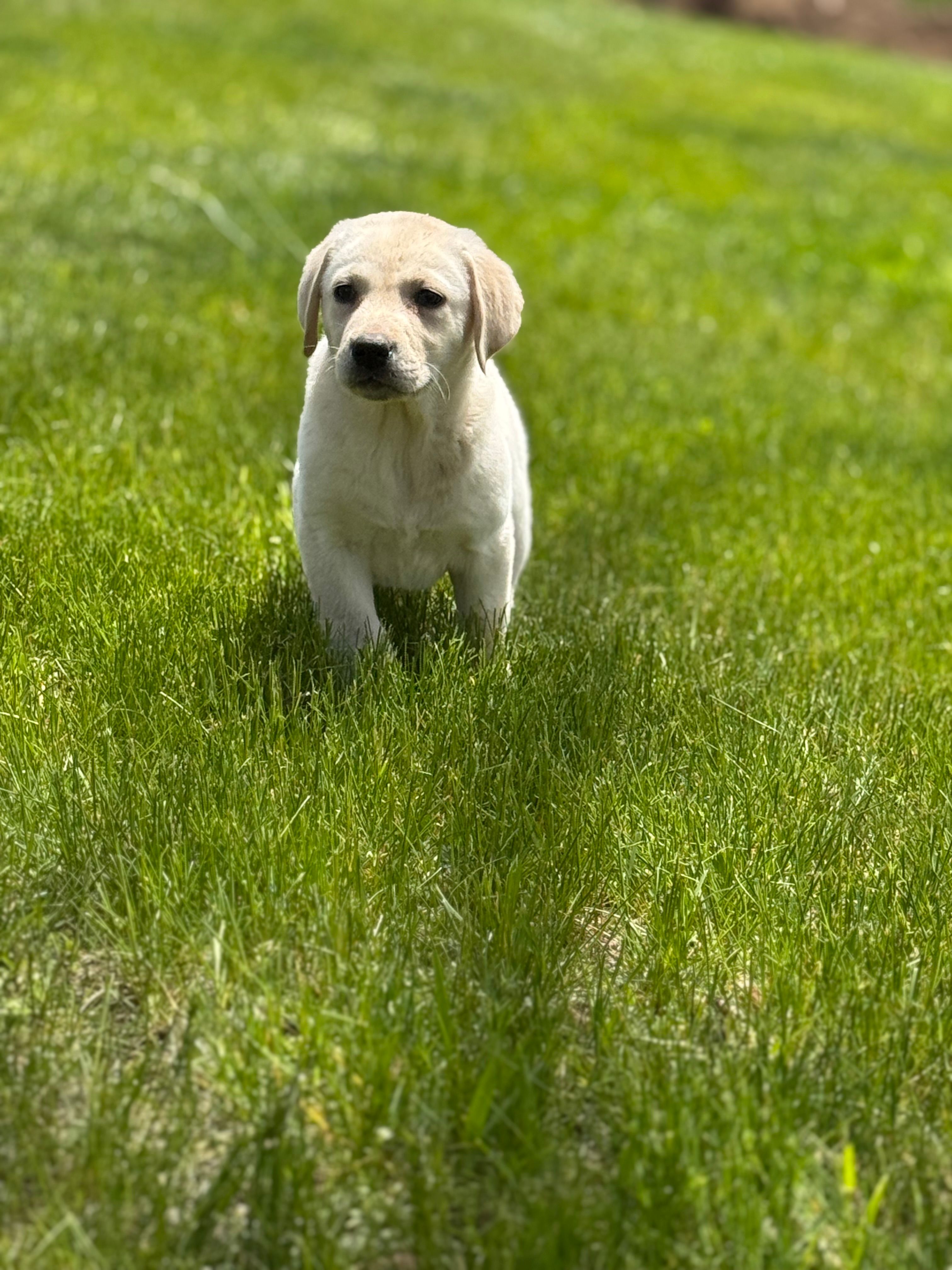 Luna – Labrador Retriever puppy for sale in Hardwick, MA