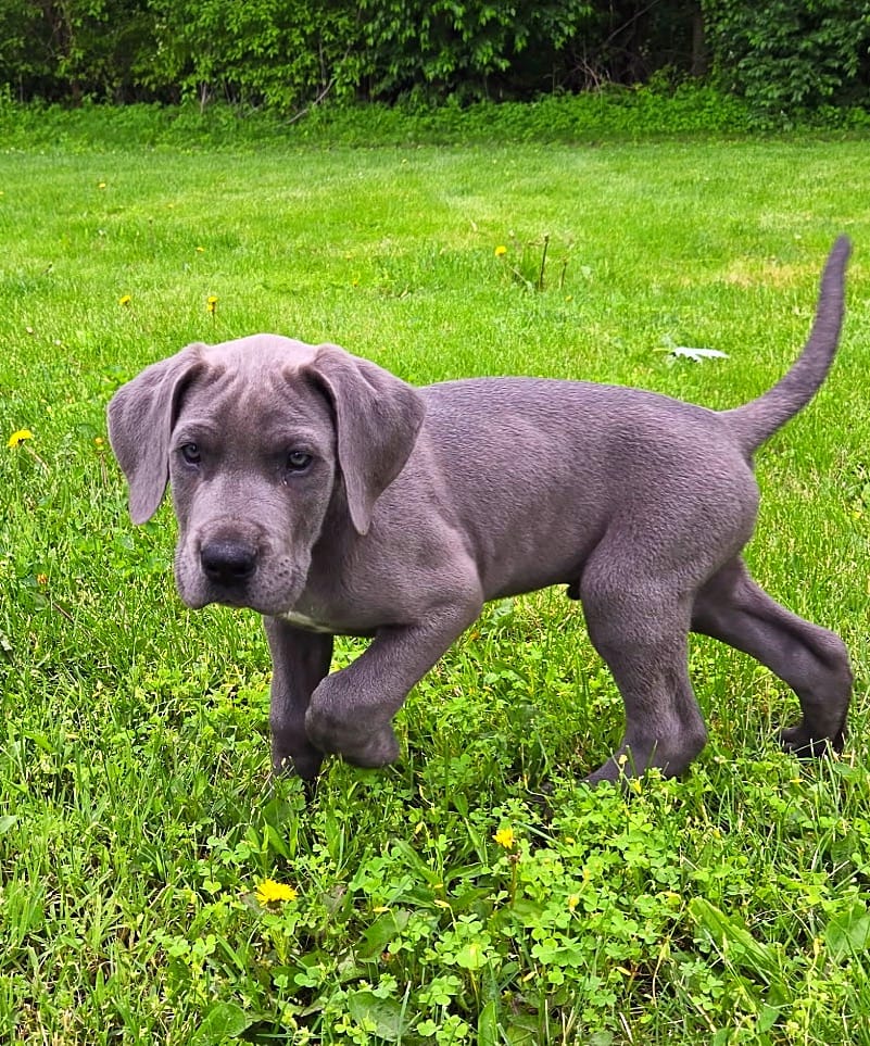 Blue Boy – Great Dane puppy for sale in Warren, IN