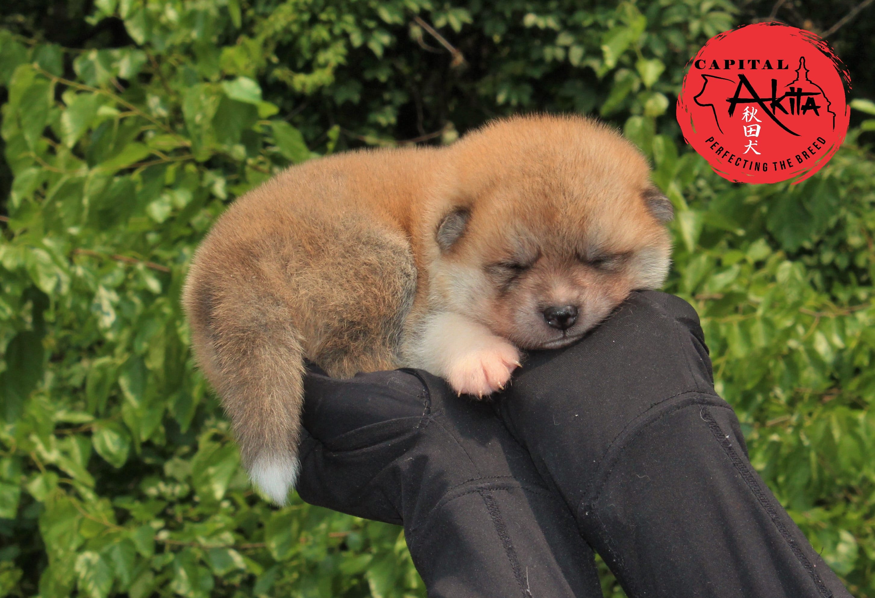 Champ4 blue – Japanese Akita puppy for sale in Baltimore, MD
