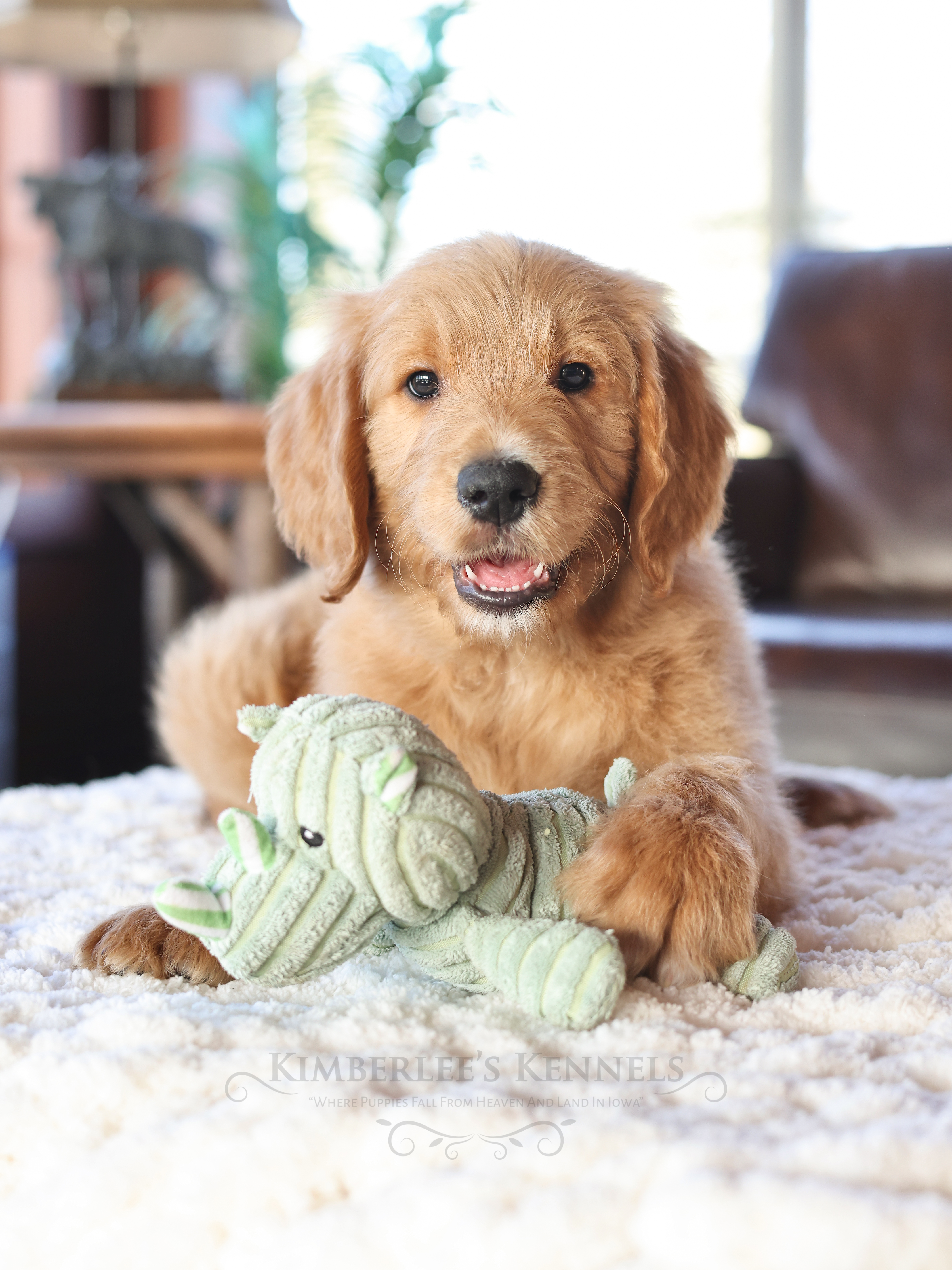 Beau, a male English Goldendoodle for sale in Decorah, IA – Photo 6 of 7