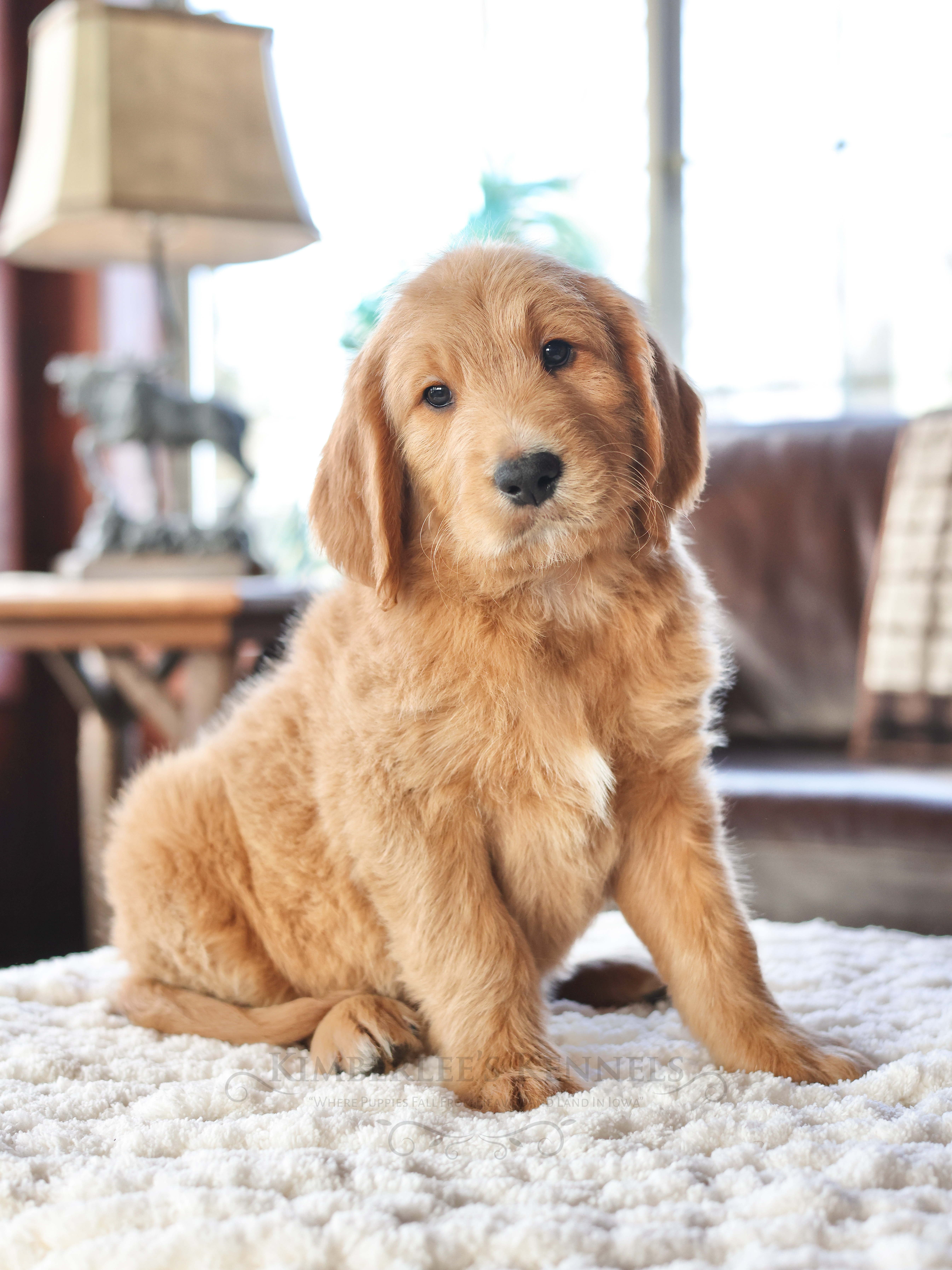 Valentine, a male English Goldendoodle for sale in Decorah, IA – Photo 6 of 6