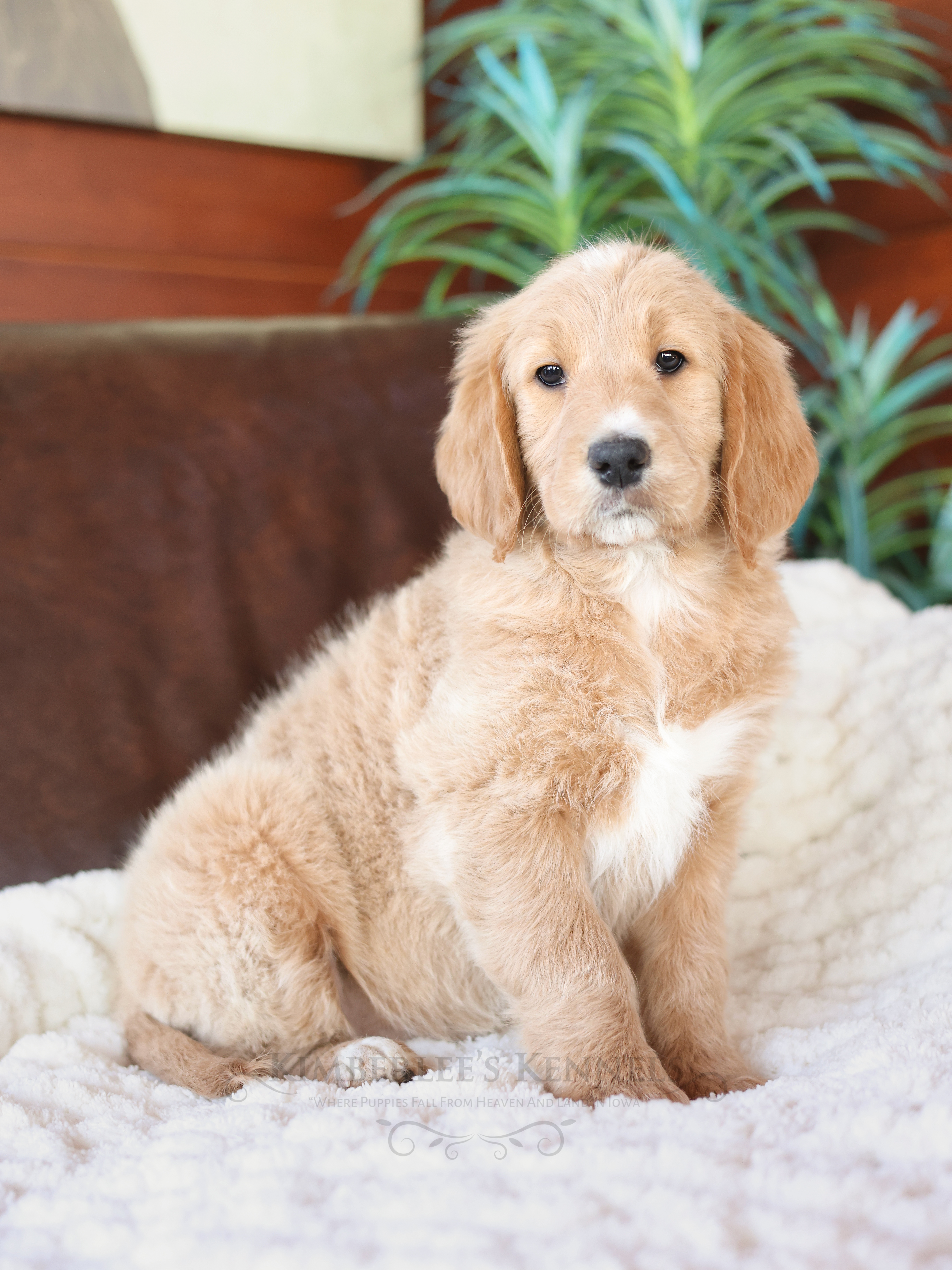 Cuddles, a female English Goldendoodle for sale in Decorah, IA – Photo 5 of 6