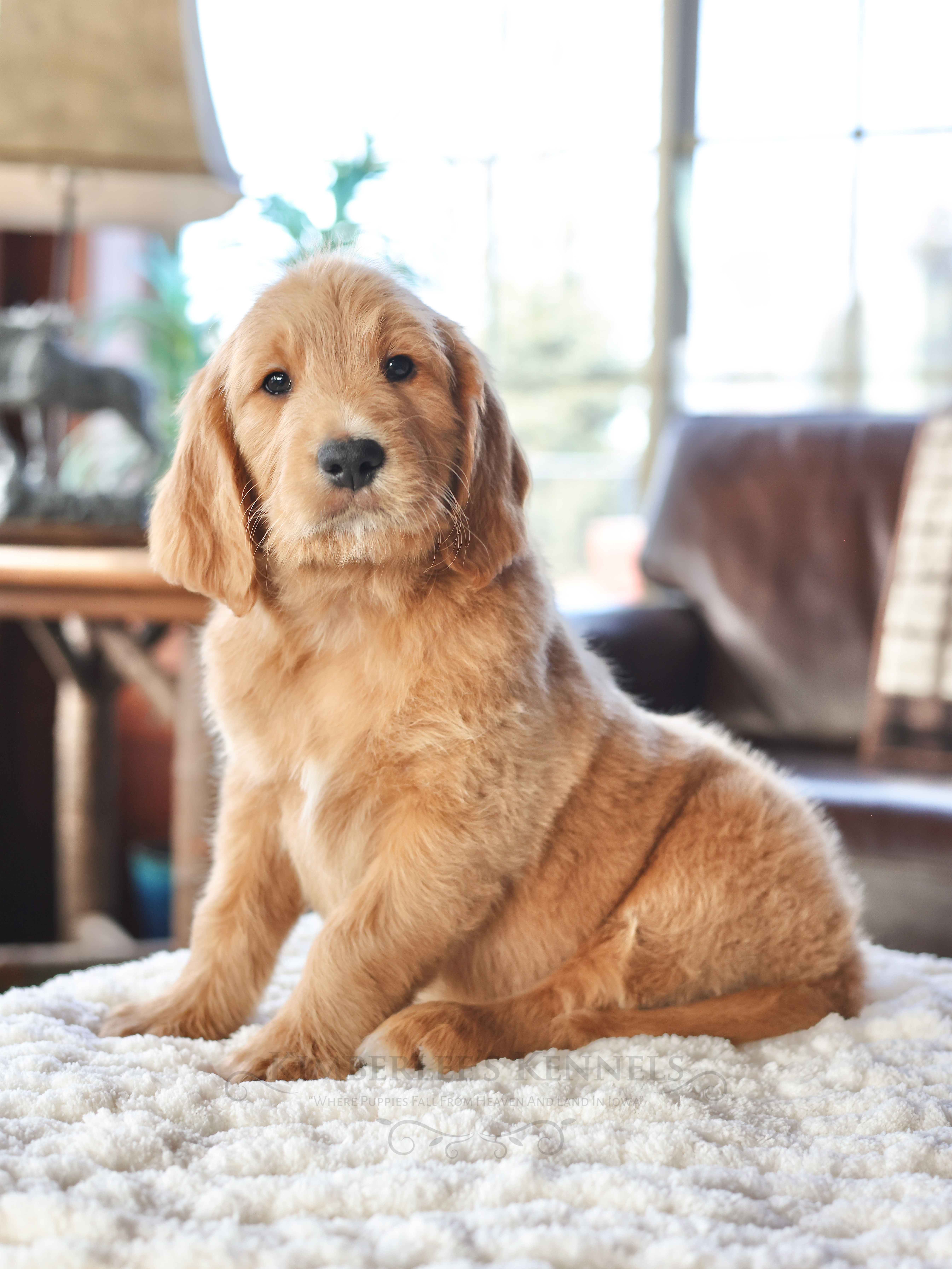 Valentine, a male English Goldendoodle for sale in Decorah, IA – Photo 5 of 6