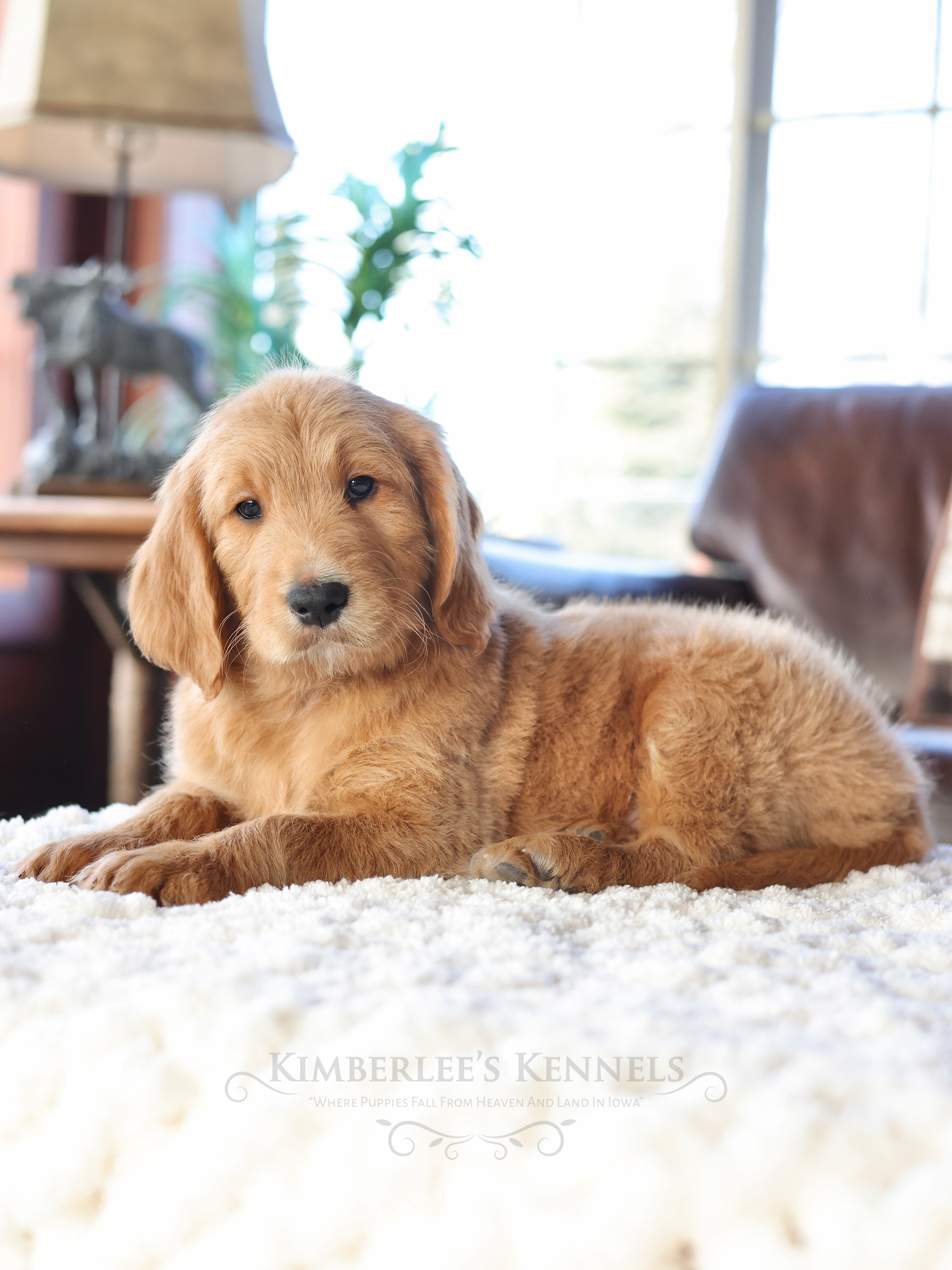 Valentine, a male English Goldendoodle for sale in Decorah, IA – Photo 3 of 6