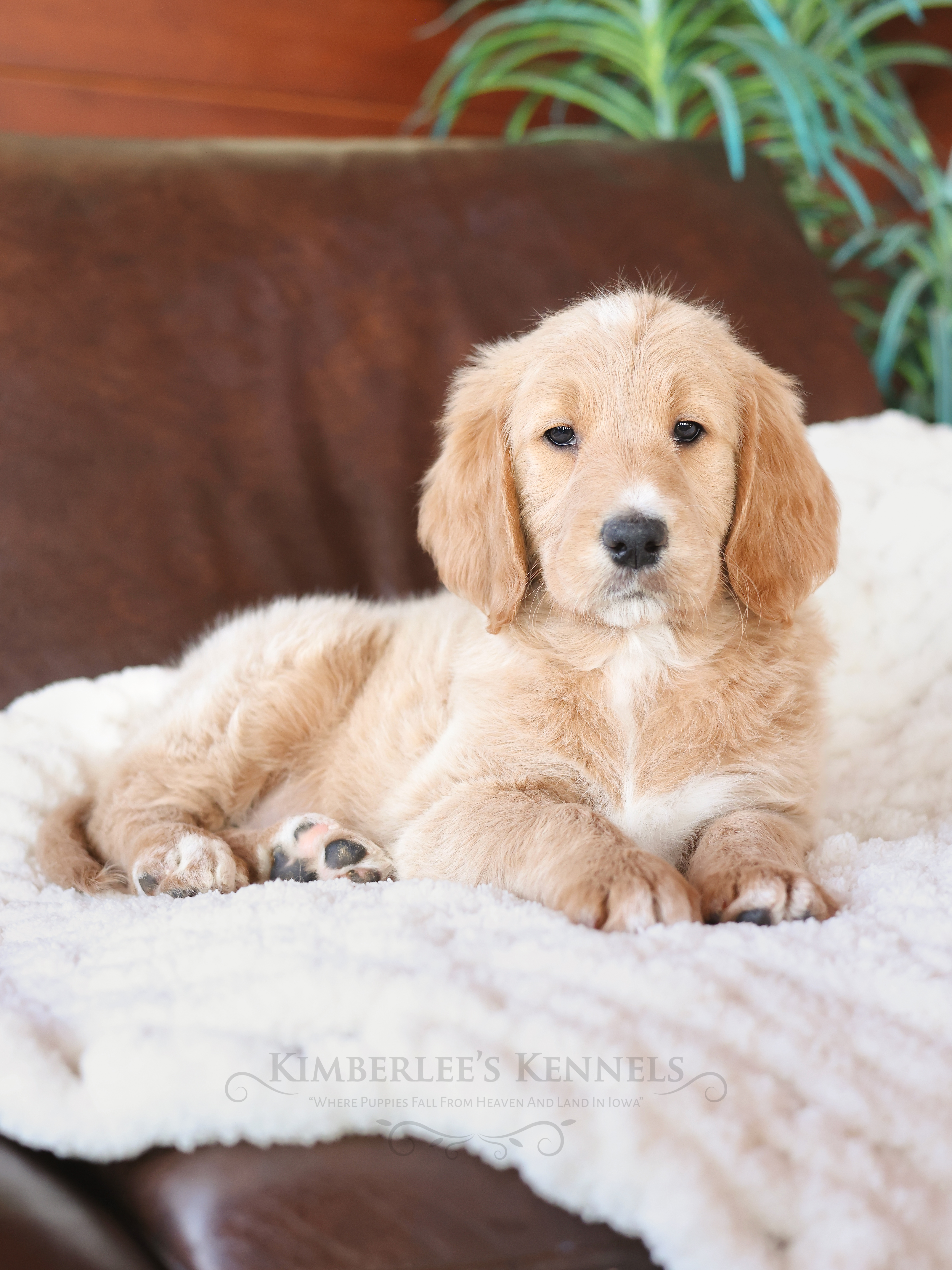 Cuddles, a female English Goldendoodle for sale in Decorah, IA – Photo 2 of 6