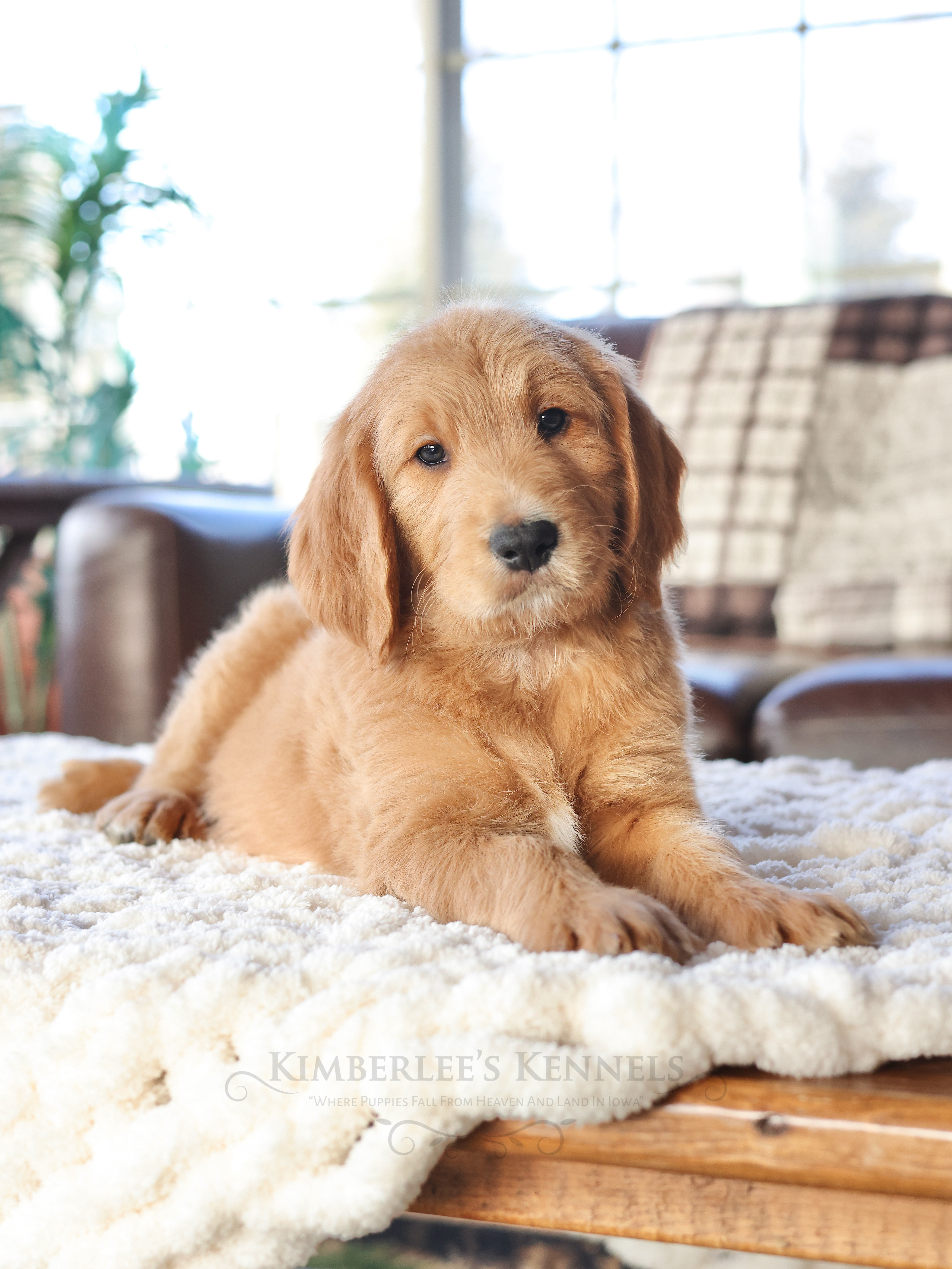 Valentine, a male English Goldendoodle for sale in Decorah, IA – Photo 2 of 6