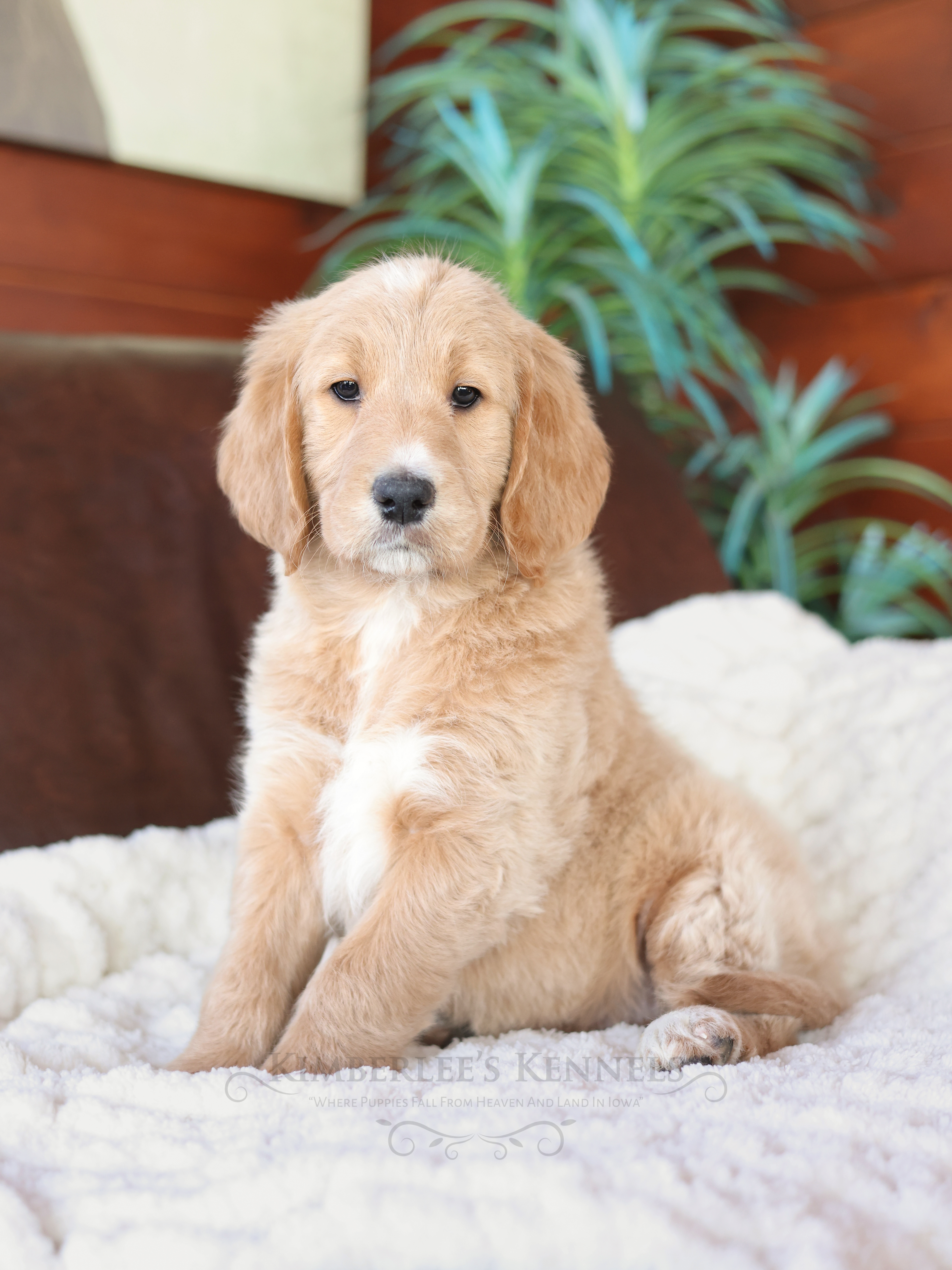 Cuddles, a female English Goldendoodle for sale in Decorah, IA – Photo 3 of 6