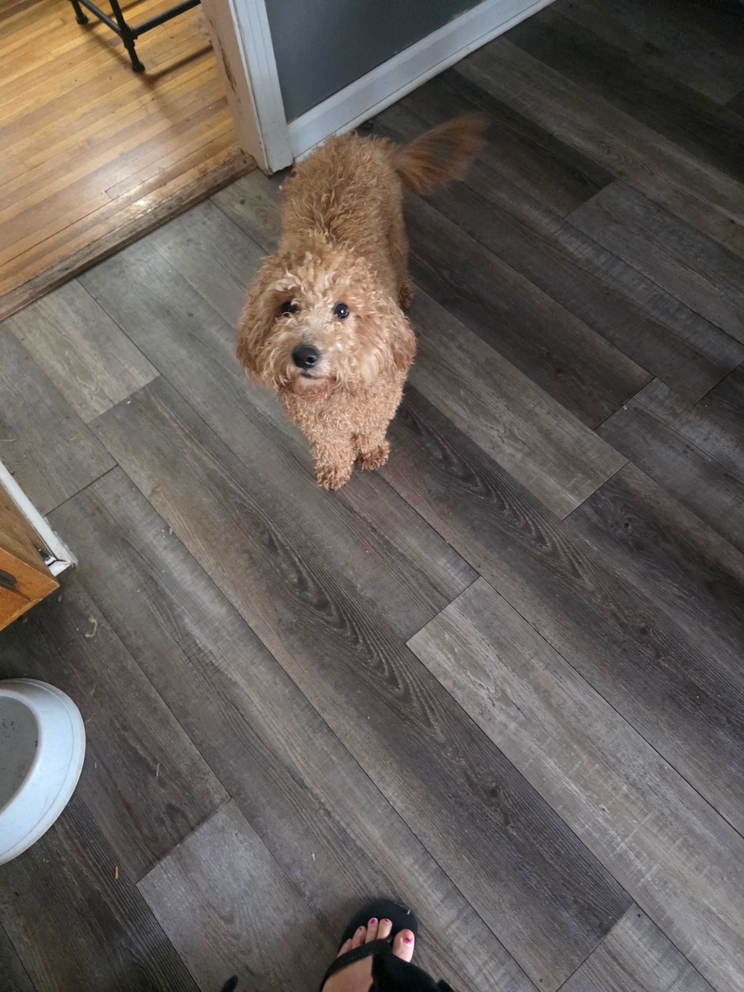 Zach – Miniature Goldendoodle puppy for sale in Hendersonville, TN