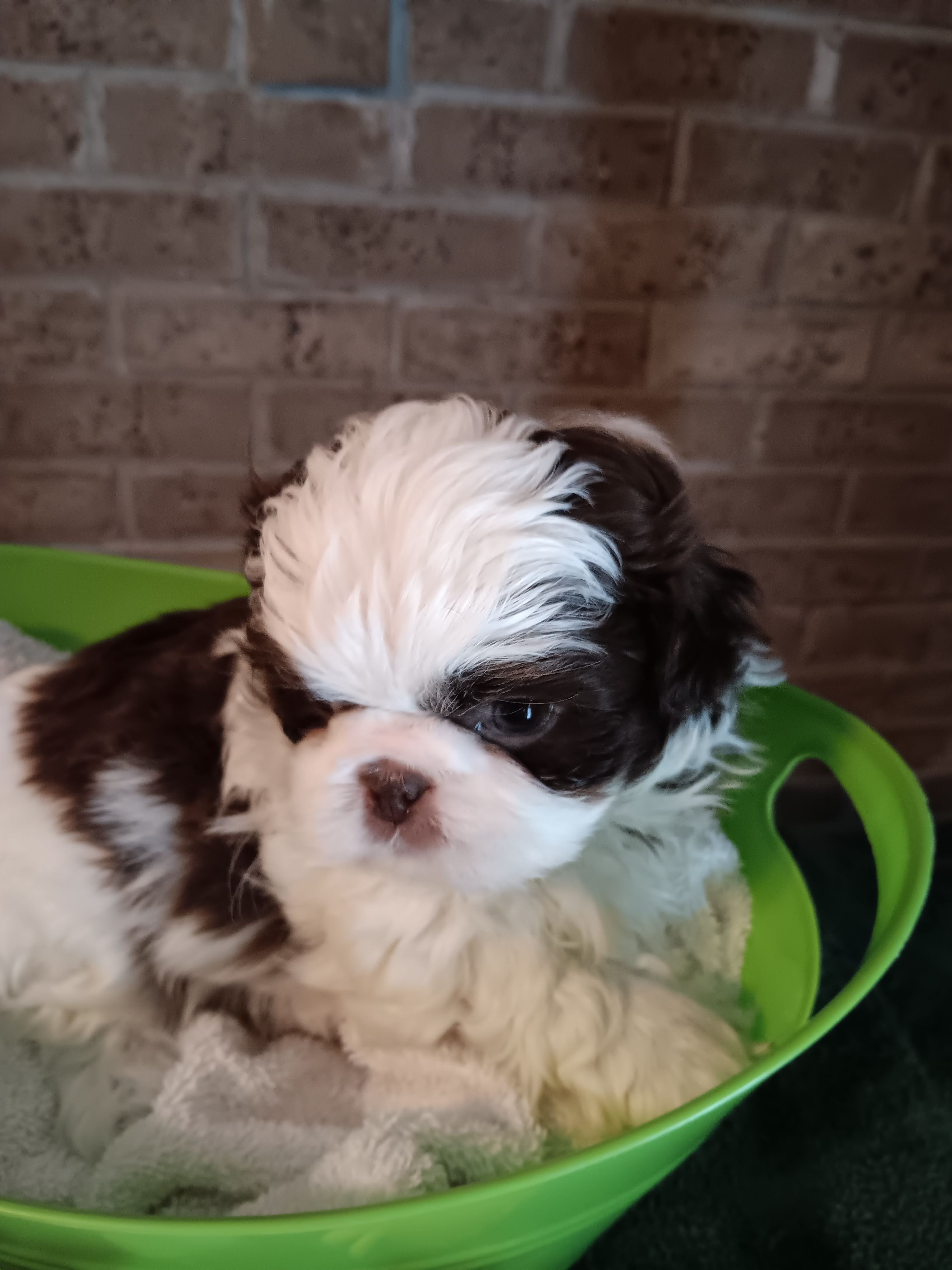 Hershey – Shih Tzu puppy for sale in Hazel Green, KY