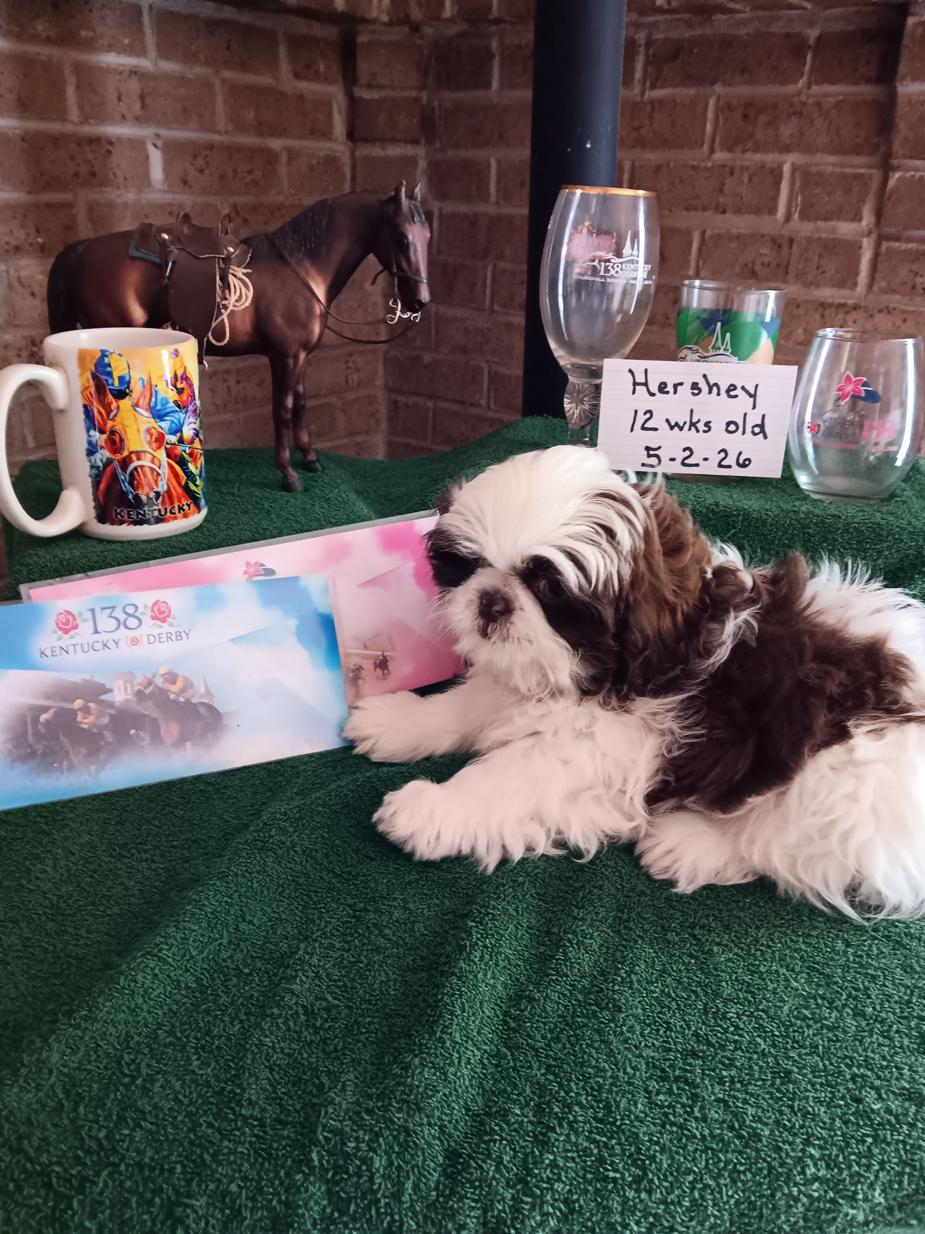 Hershey – Shih Tzu puppy for sale in Hazel Green, KY