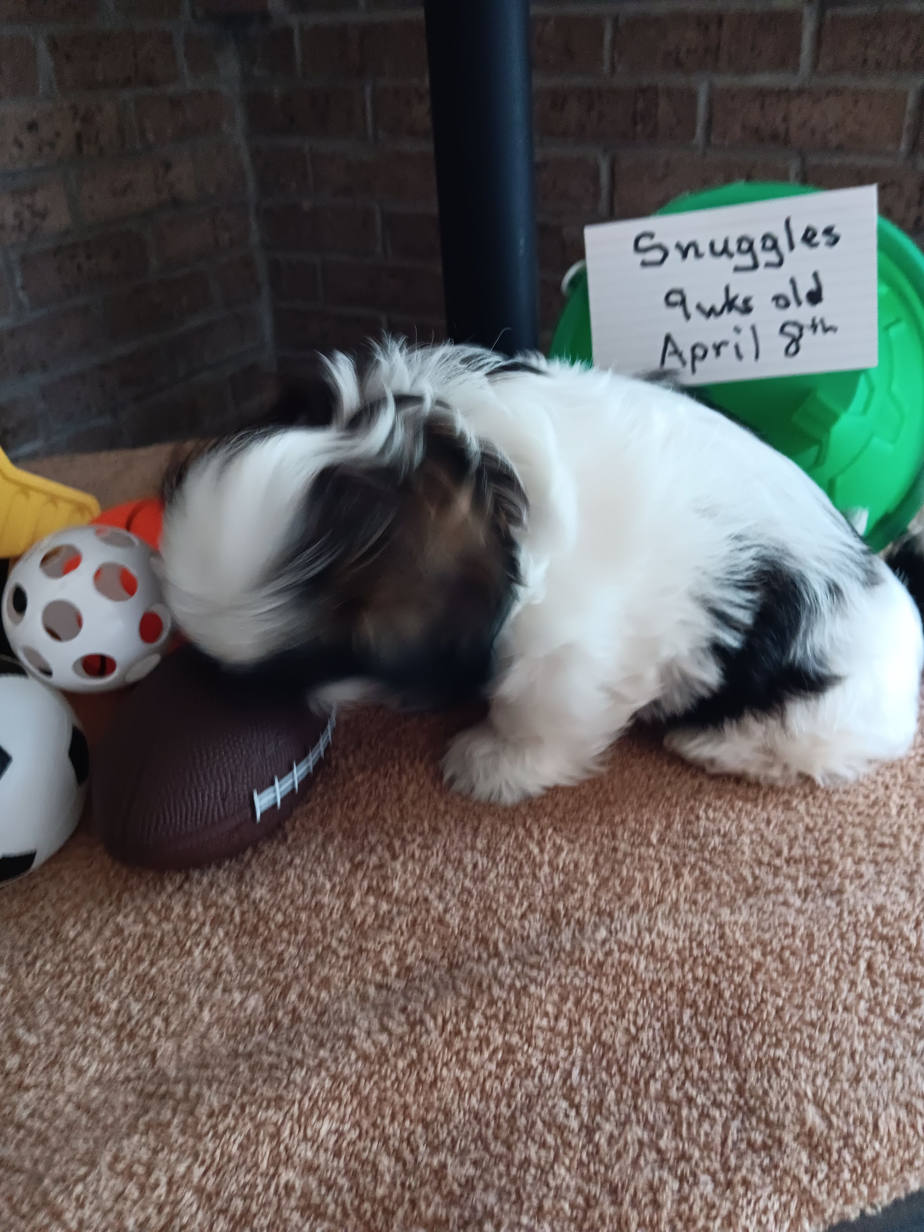 Snuggles  – Shih Tzu puppy for sale in Hazel Green, KY