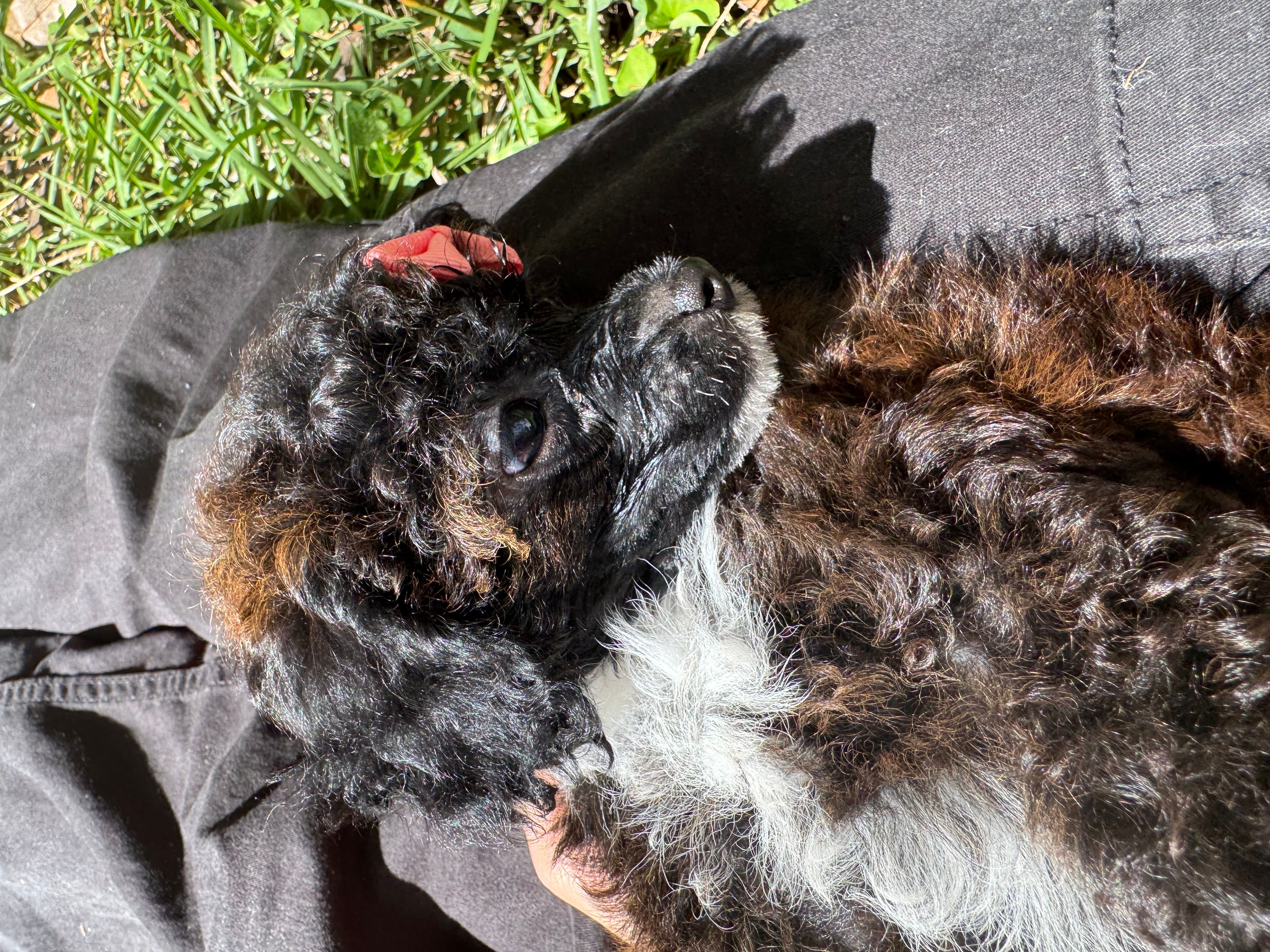 Flora AKC  – Poodle - Toy  puppy for sale in Palatka, FL
