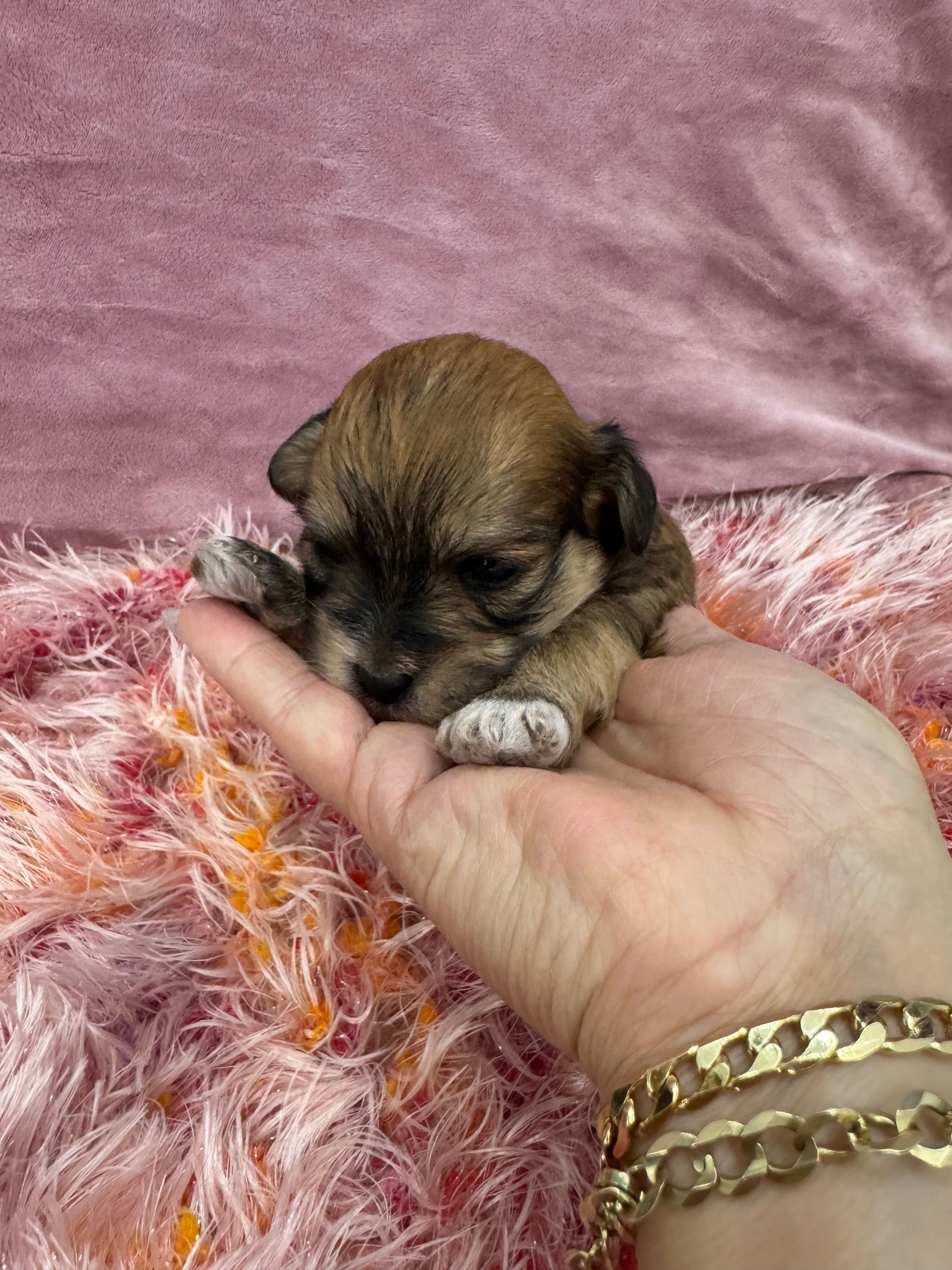 Cachorro#5 – Havanese puppy for sale in Chattanooga, TN