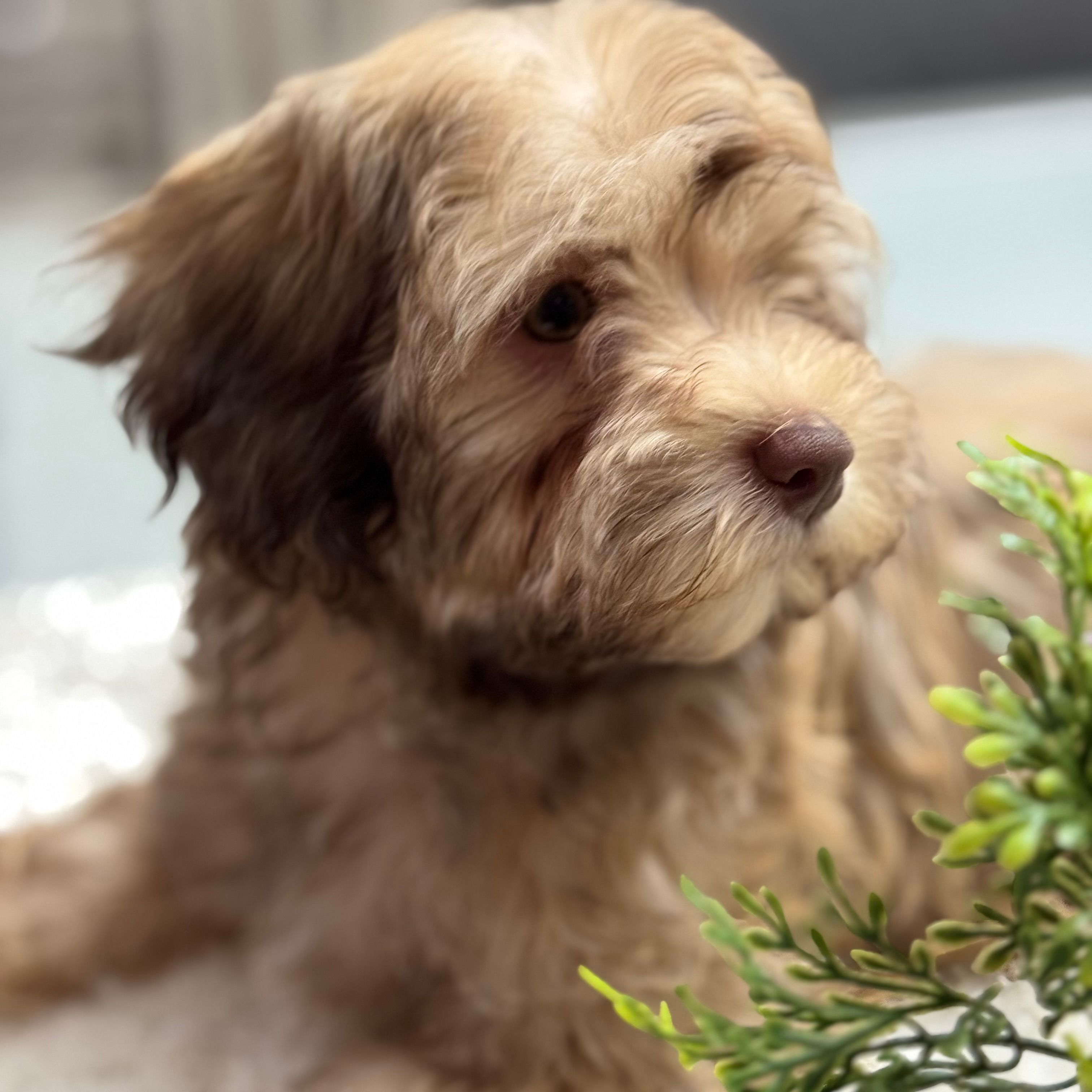 AKC Baster – Havanese puppy for sale in Chatsworth, GA