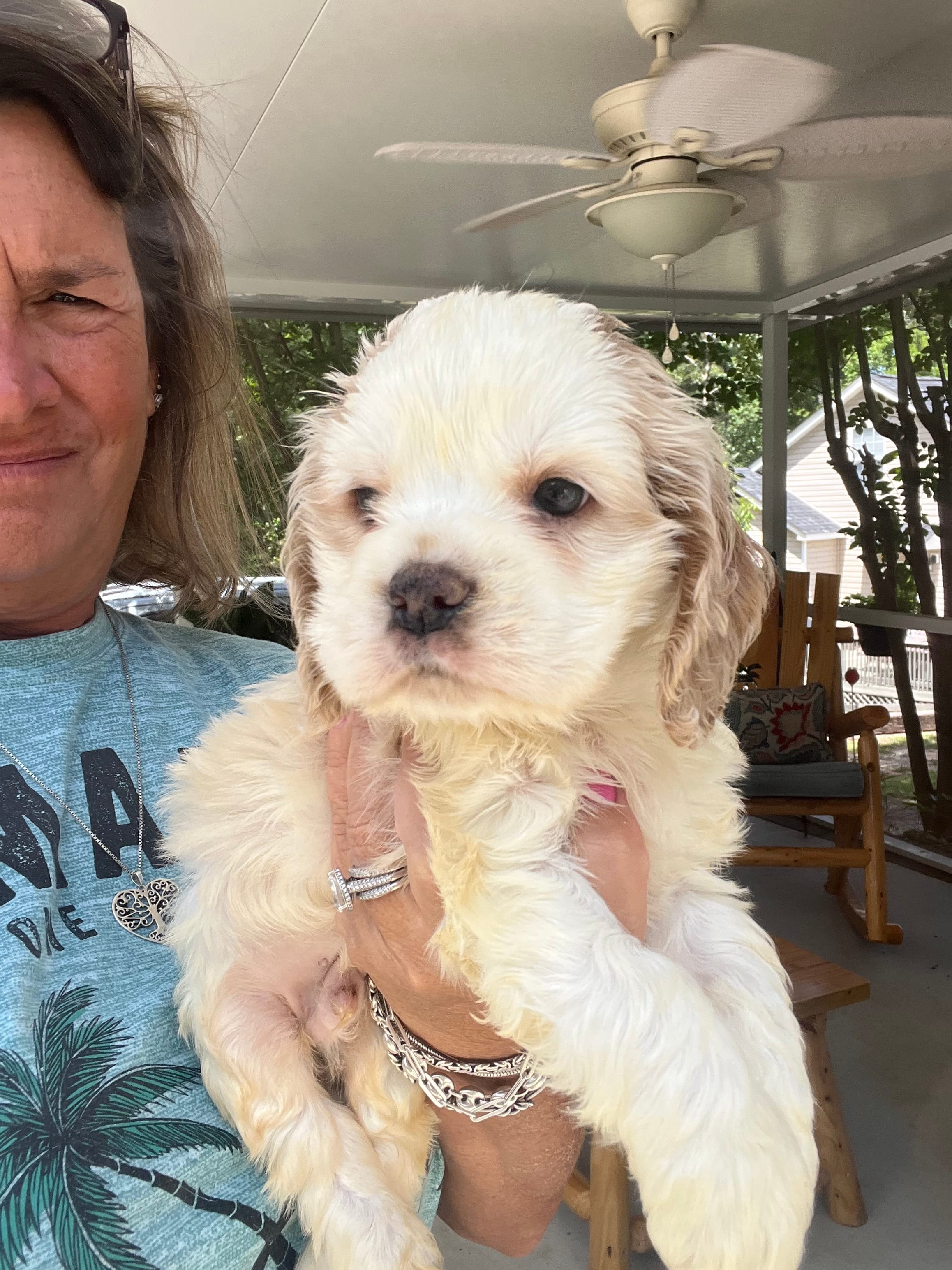 Sanibel Parti – Cocker Spaniel puppy for sale in Lexington, SC