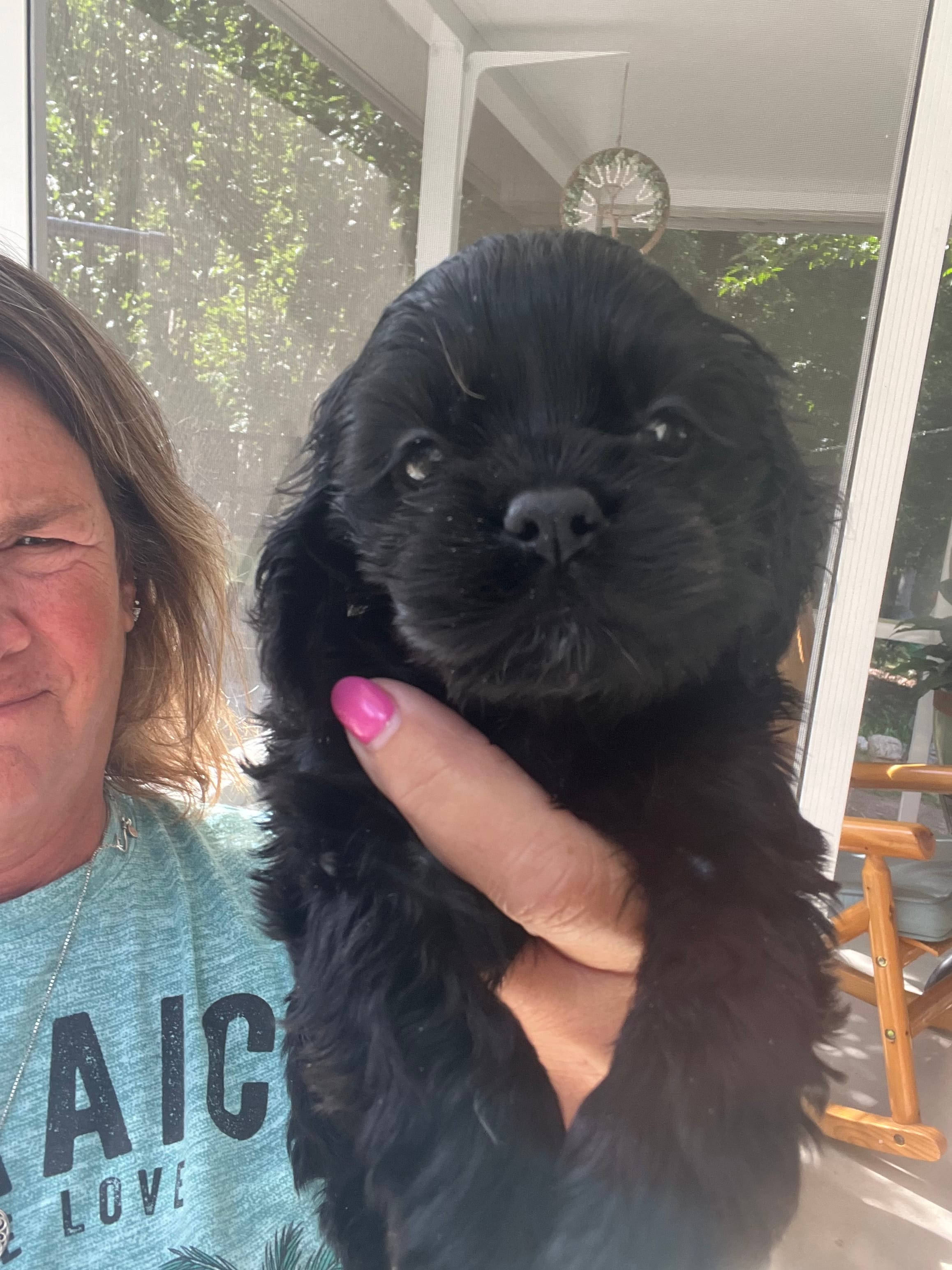 Avery Black Girl – Cocker Spaniel puppy for sale in Lexington, SC