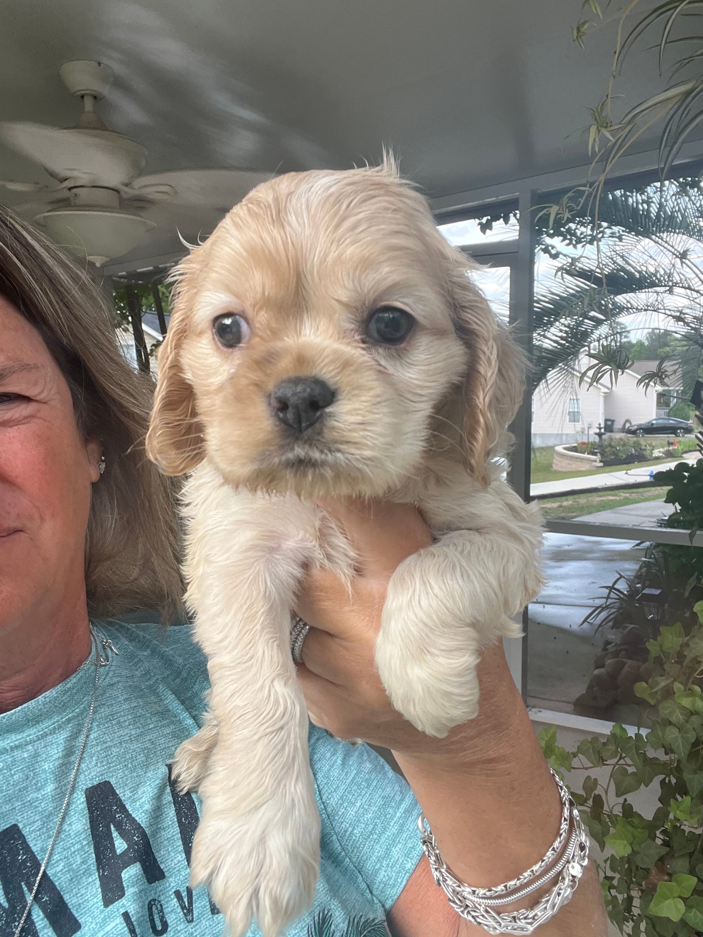 Avery Blonde Girl – Cocker Spaniel puppy for sale in Lexington, SC
