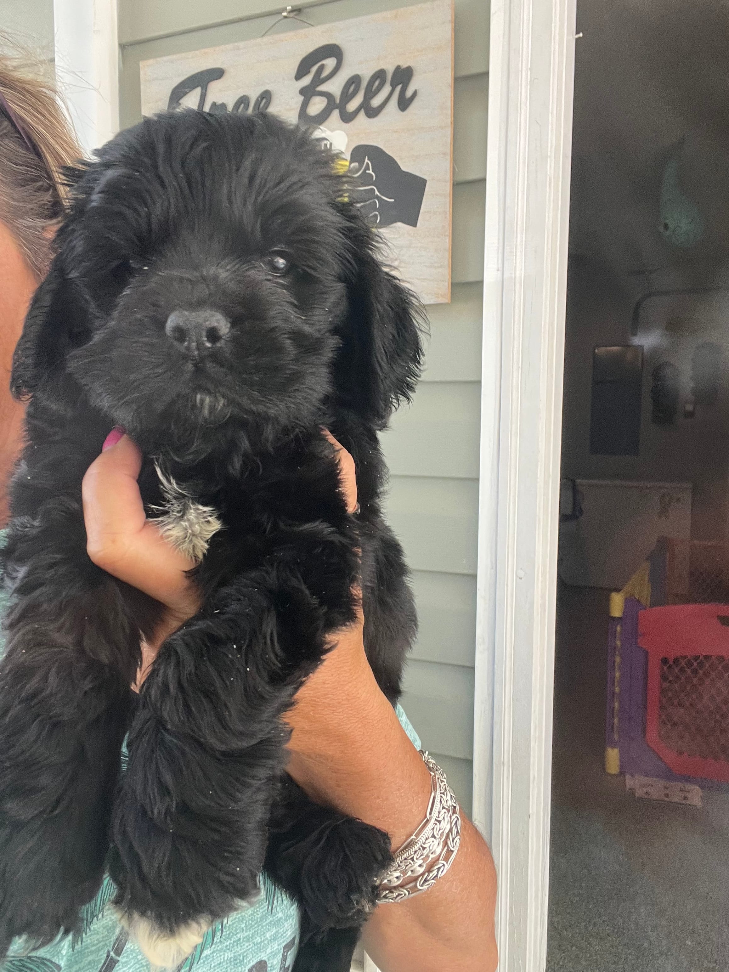 Sanibel- black w/white – Cocker Spaniel puppy for sale in Lexington, SC