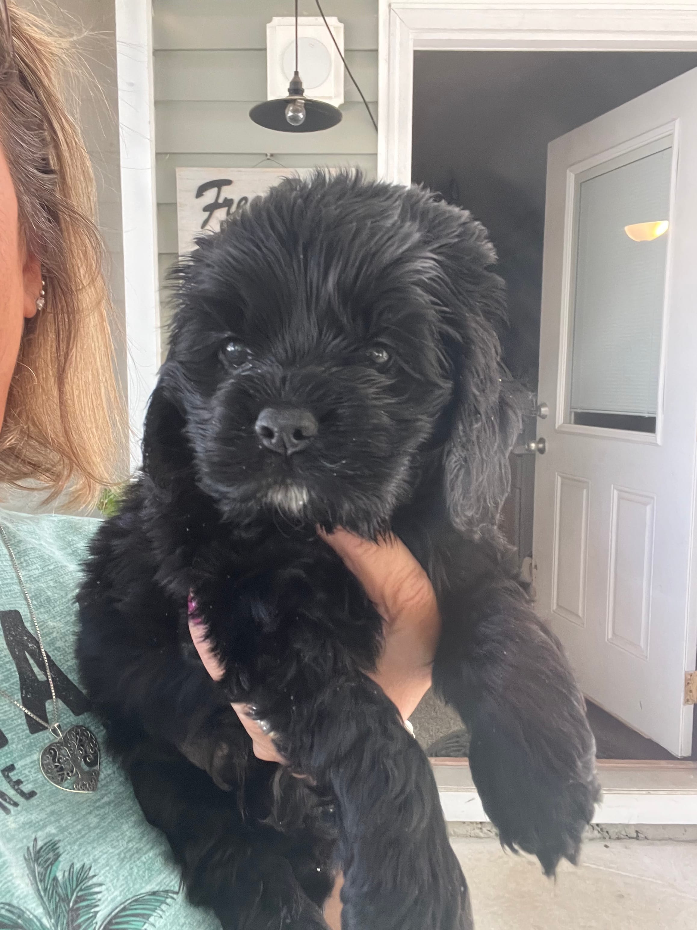Sanibel black – Cocker Spaniel puppy for sale in Lexington, SC