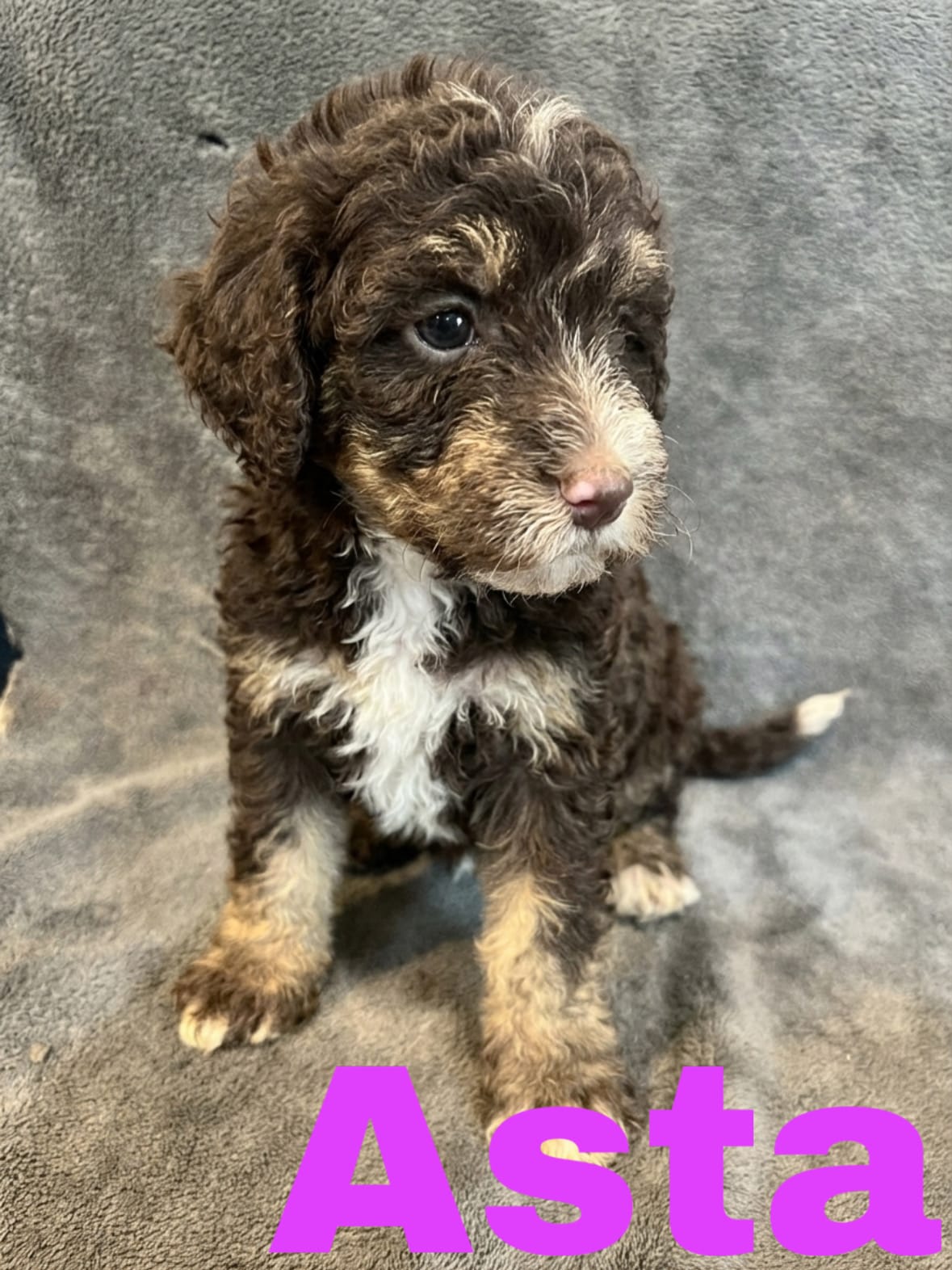 Asta – Bernedoodle puppy for sale in Battle Creek, MI