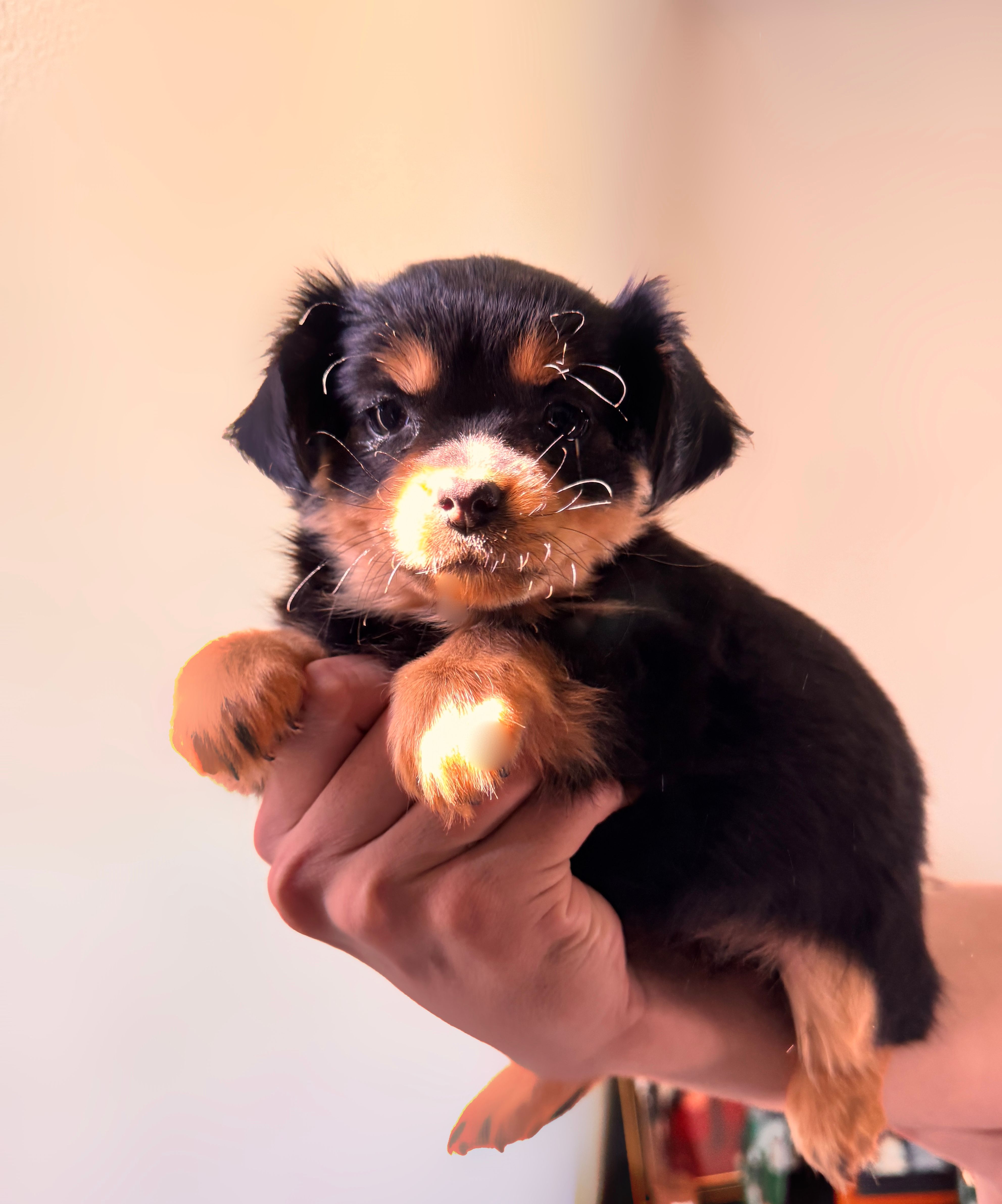 Luca – Chihuahua, Papillon puppy for sale in Richland, WA