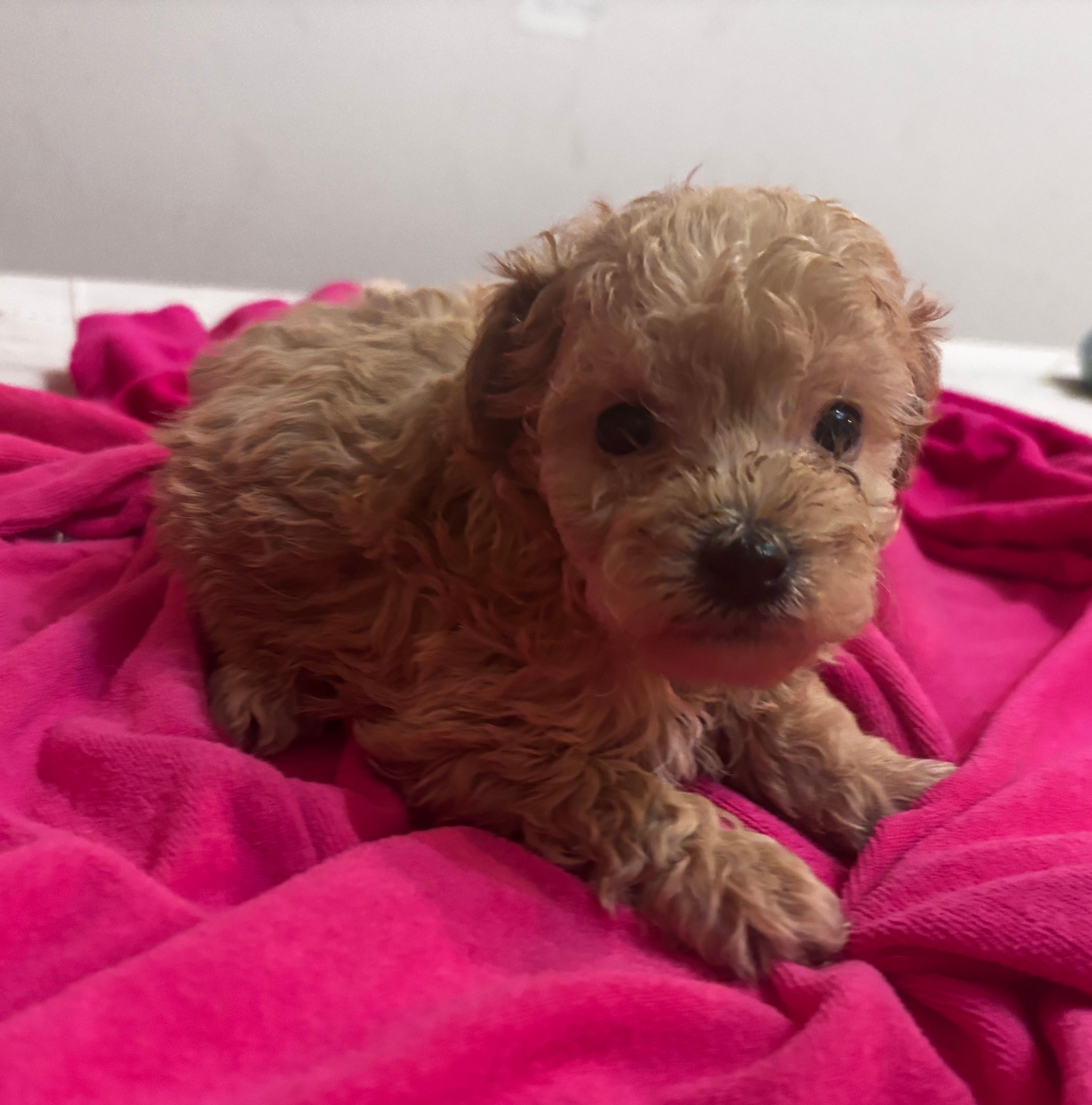 Connie – Cavapoo puppy for sale in Sedalia, MO