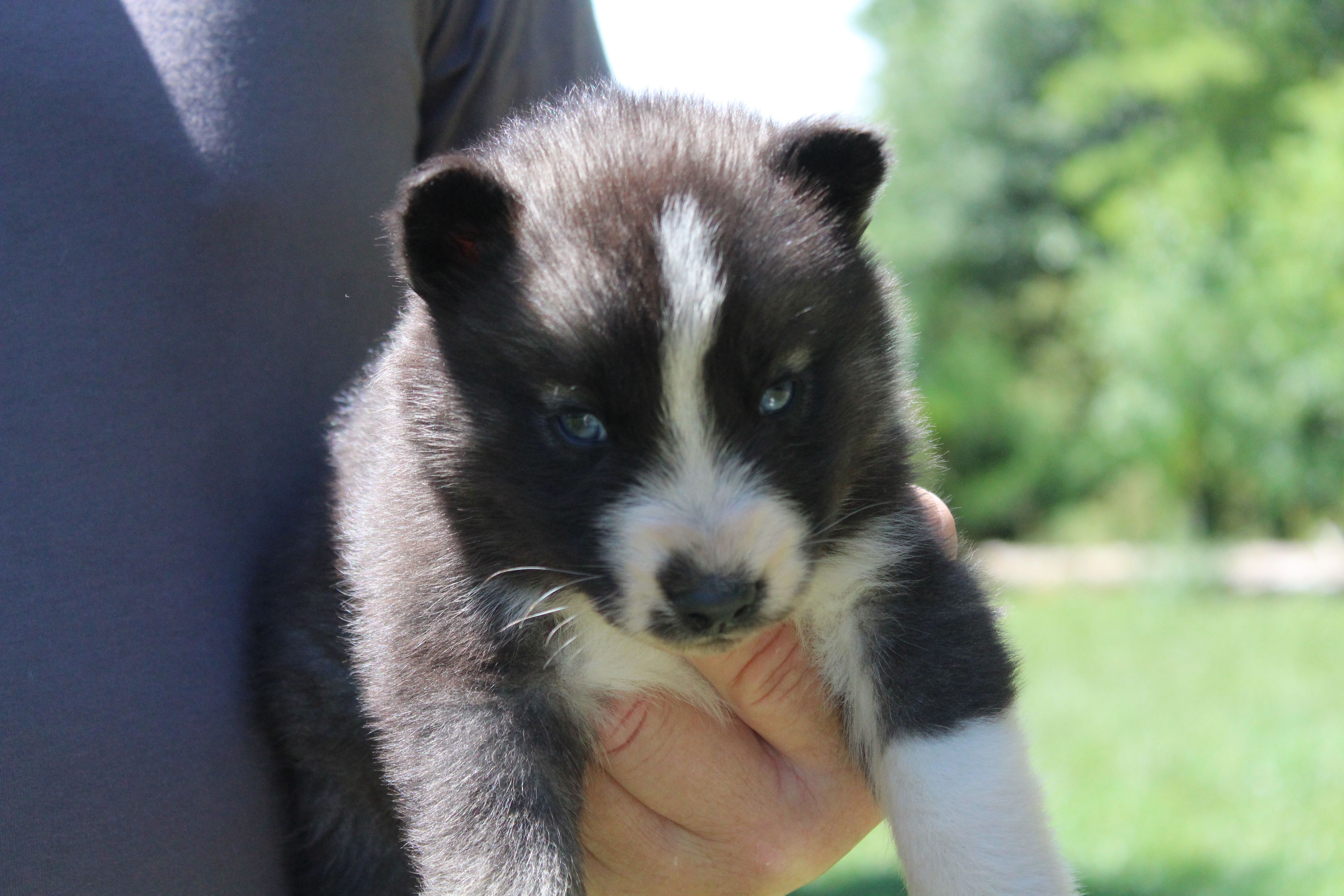 Mario  – Siberian Husky puppy for sale in North Carolina, NC