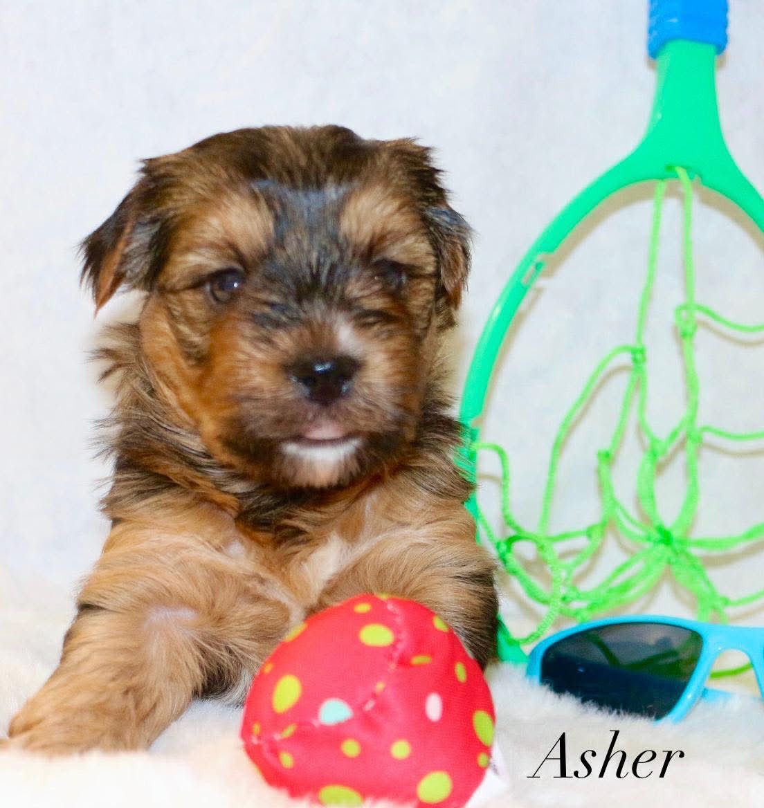 Asher – Yorkshire Terrier puppy for sale in Hillsboro, TX