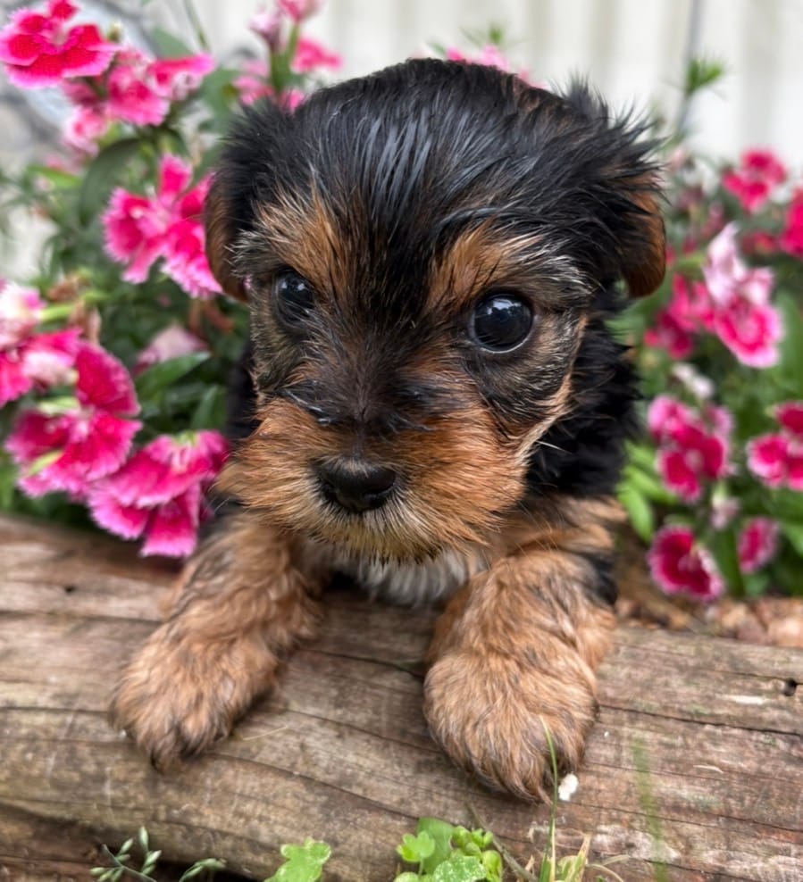 Hailey – Yorkshire Terrier puppy for sale in Hillsboro, TX